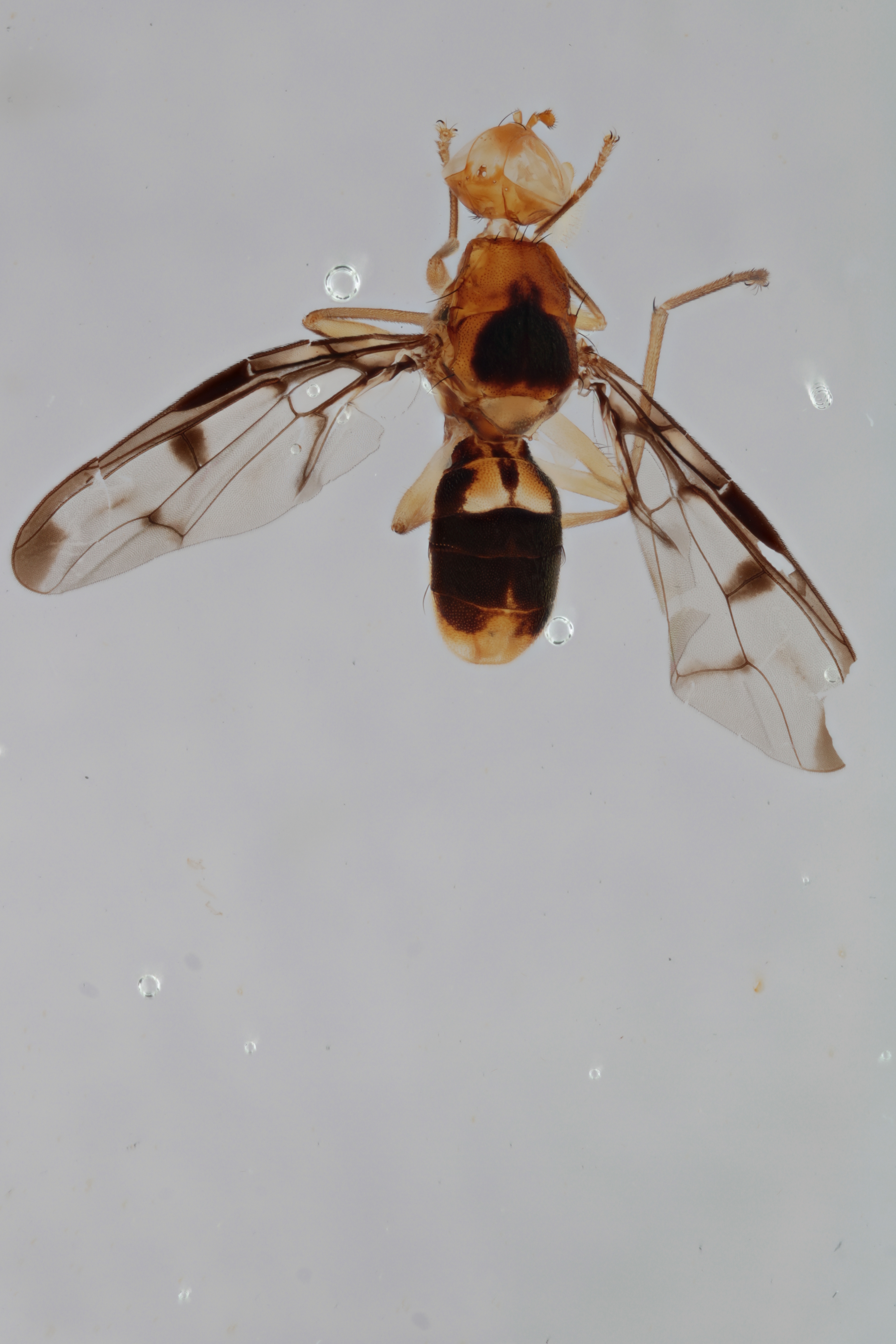 Image of a fruit fly