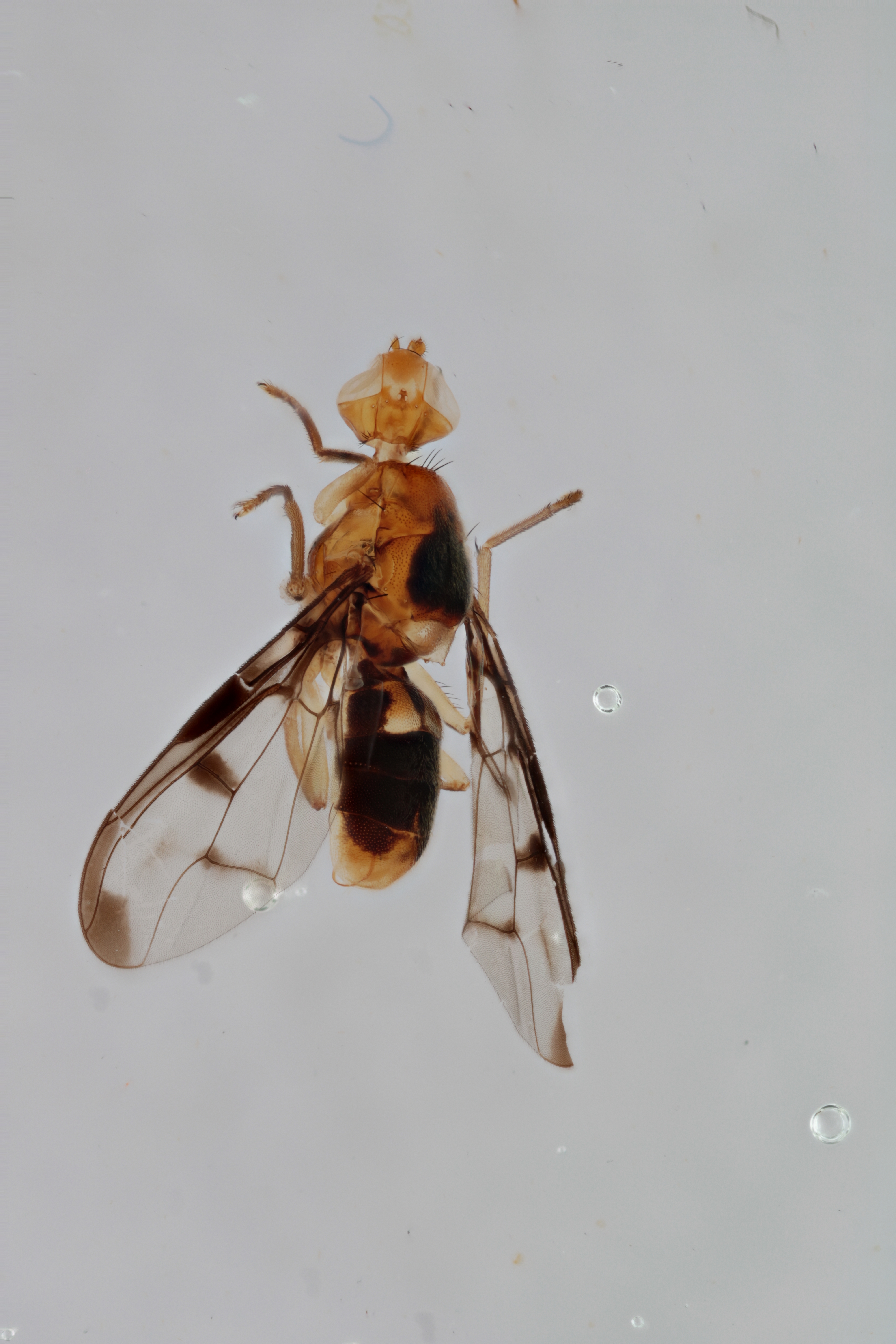 Image of a fruit fly