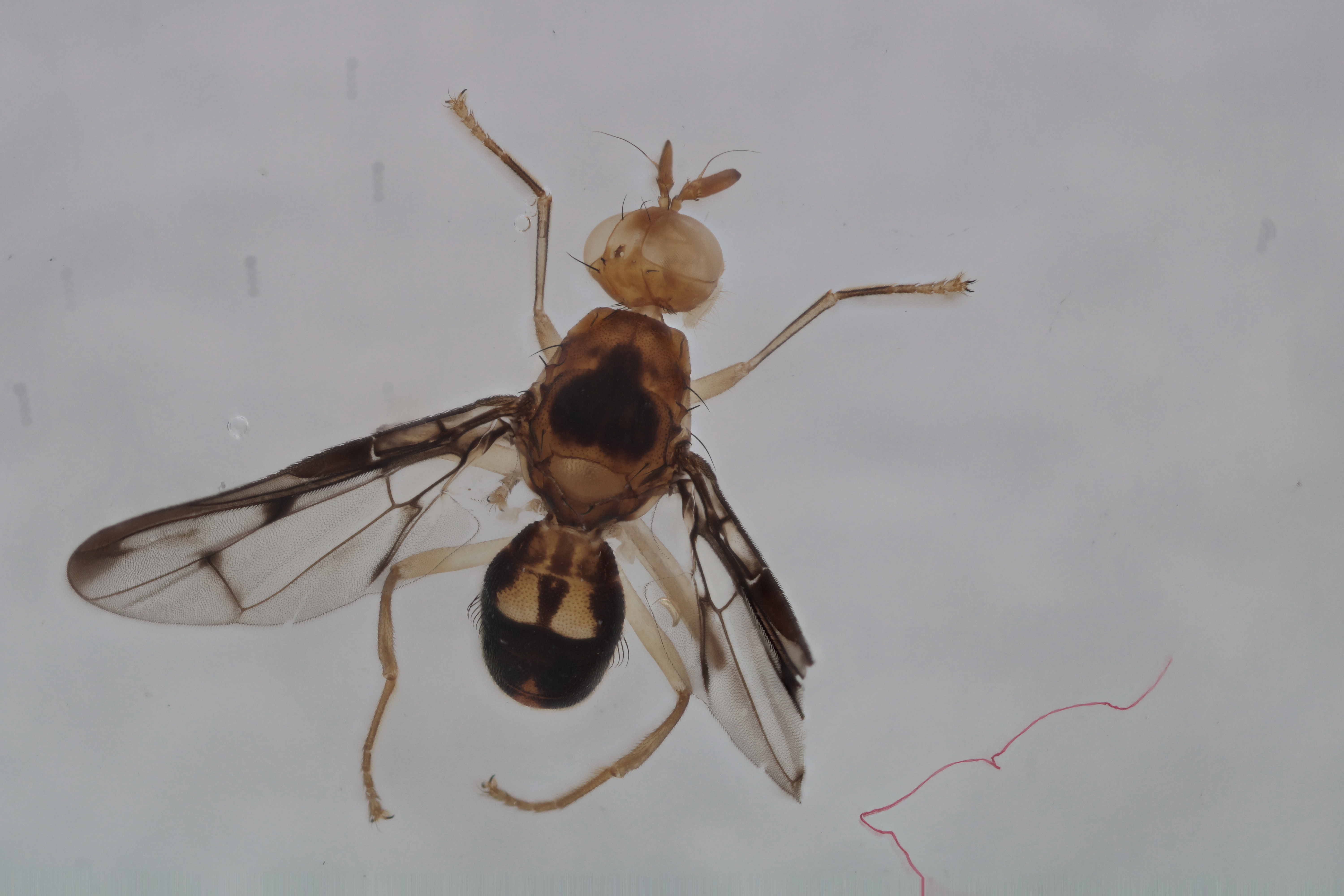 Image of a fruit fly