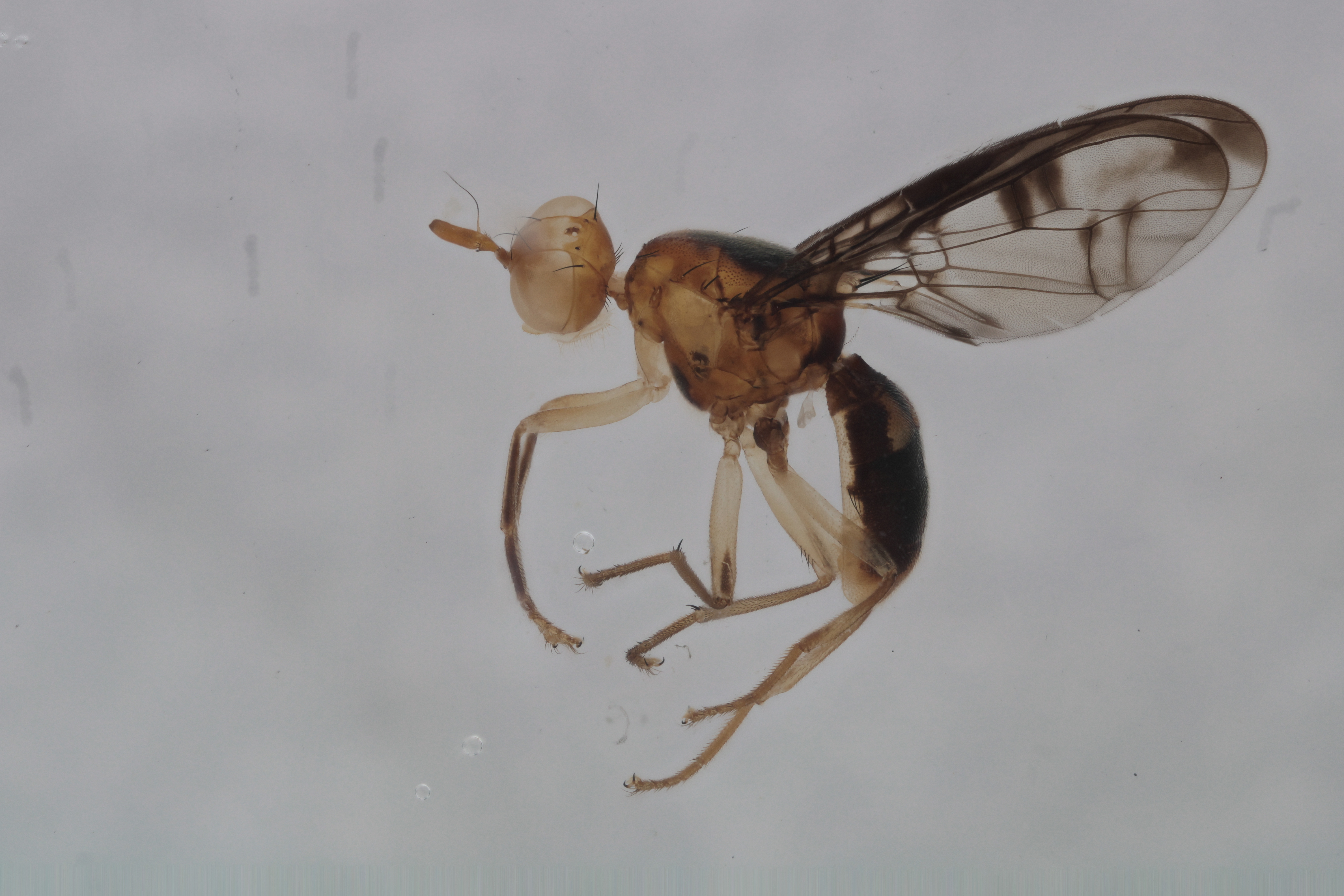 Image of a fruit fly