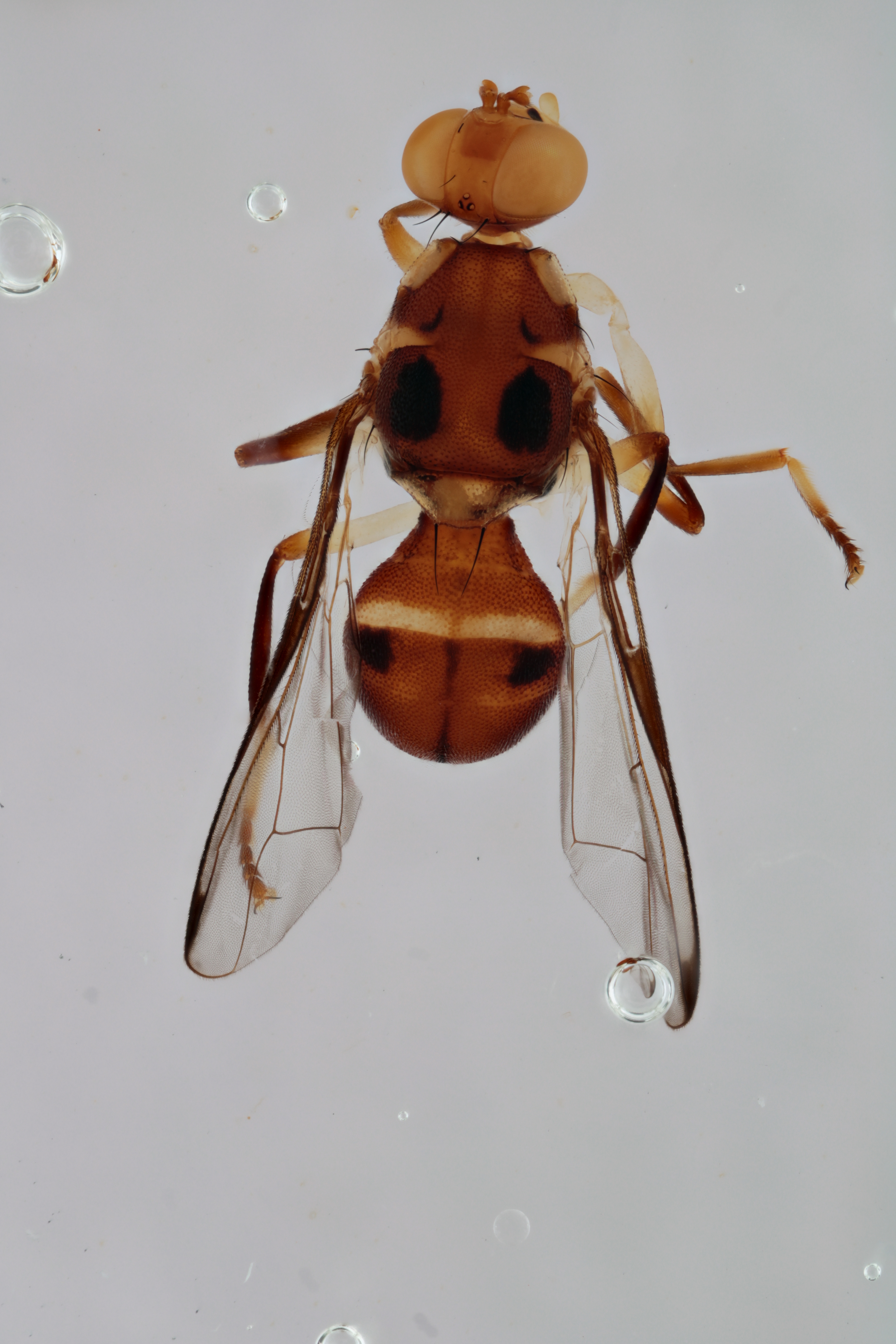 Image of a fruit fly