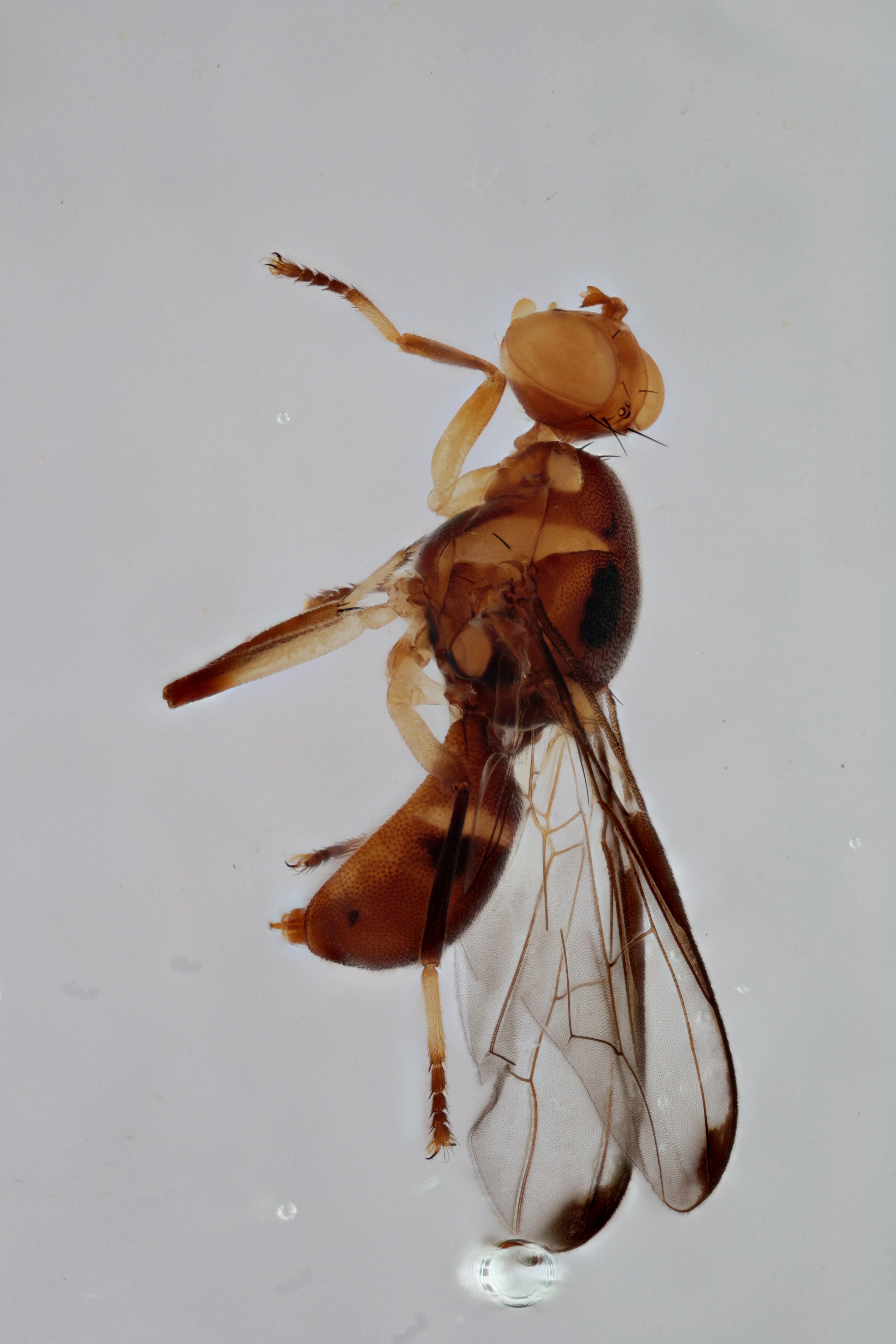 Image of a fruit fly