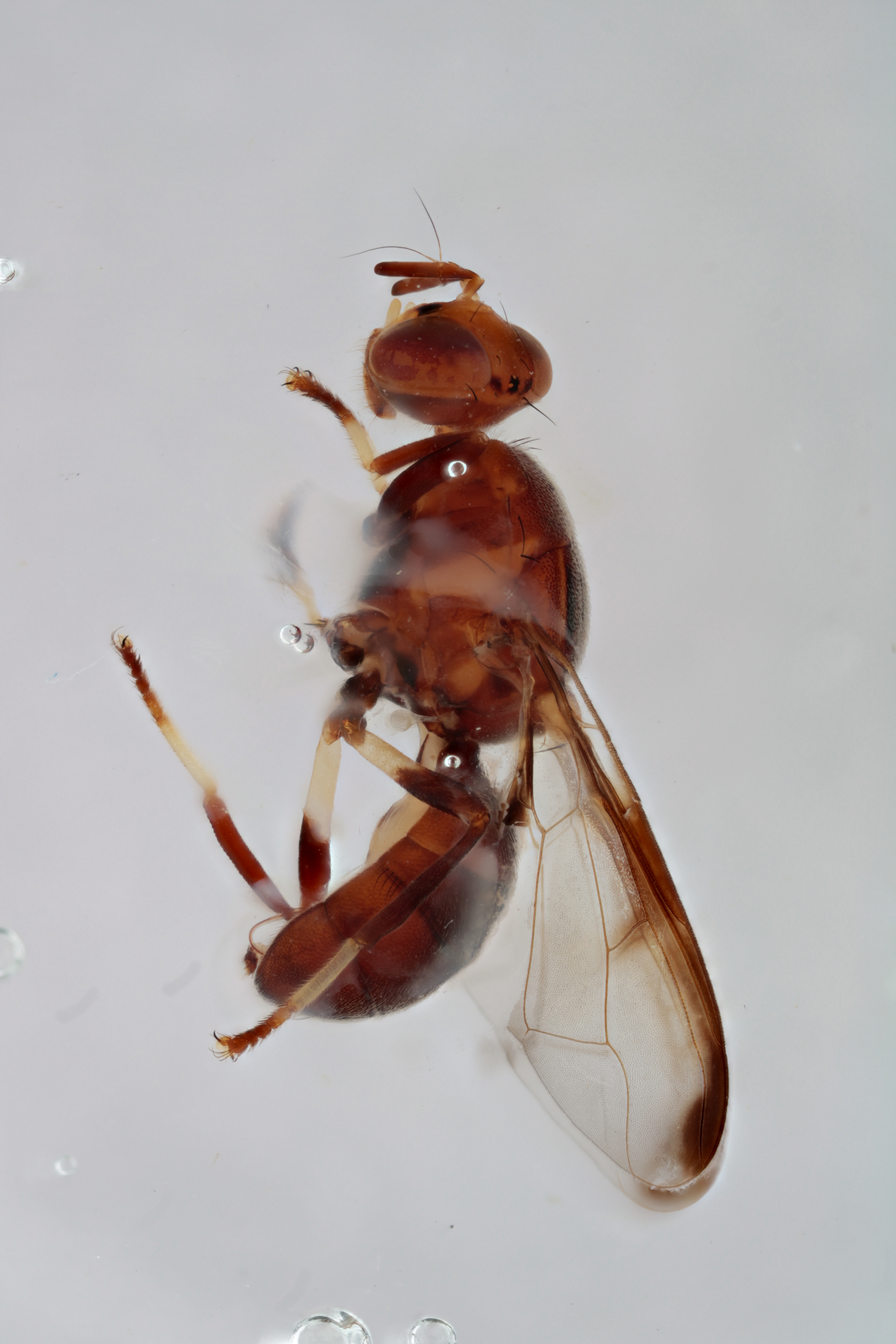 Image of a fruit fly