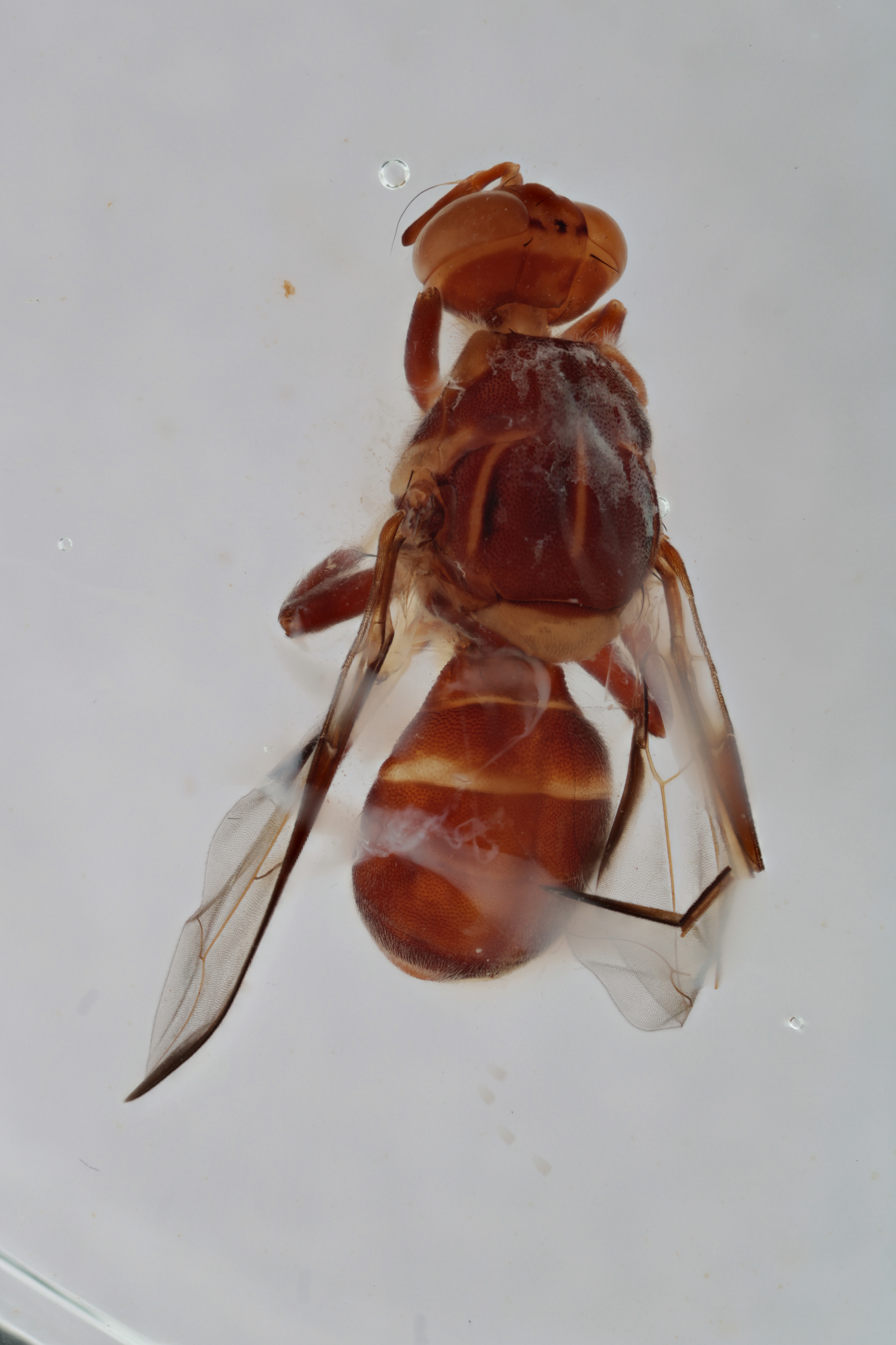 Image of a fruit fly