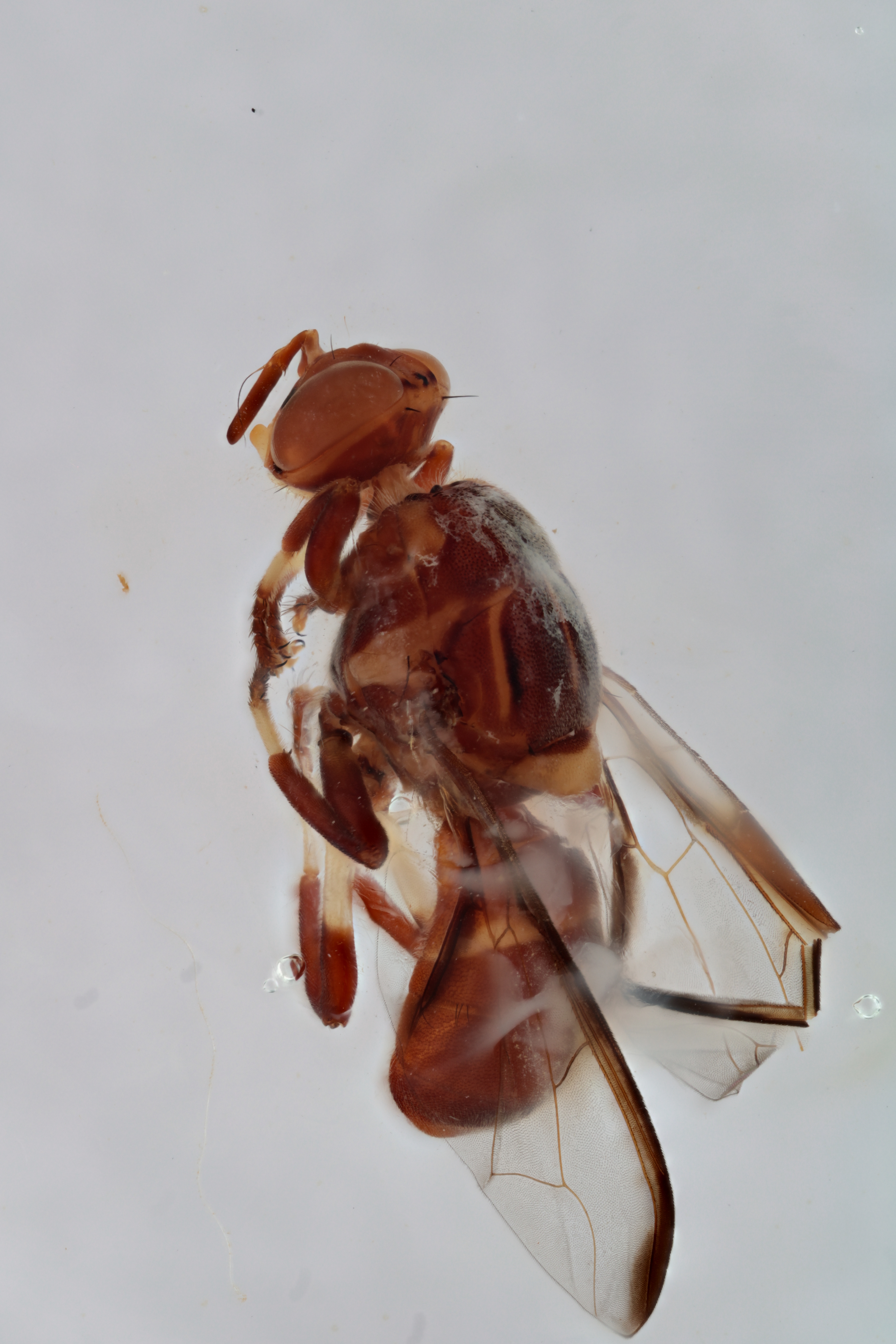 Image of a fruit fly