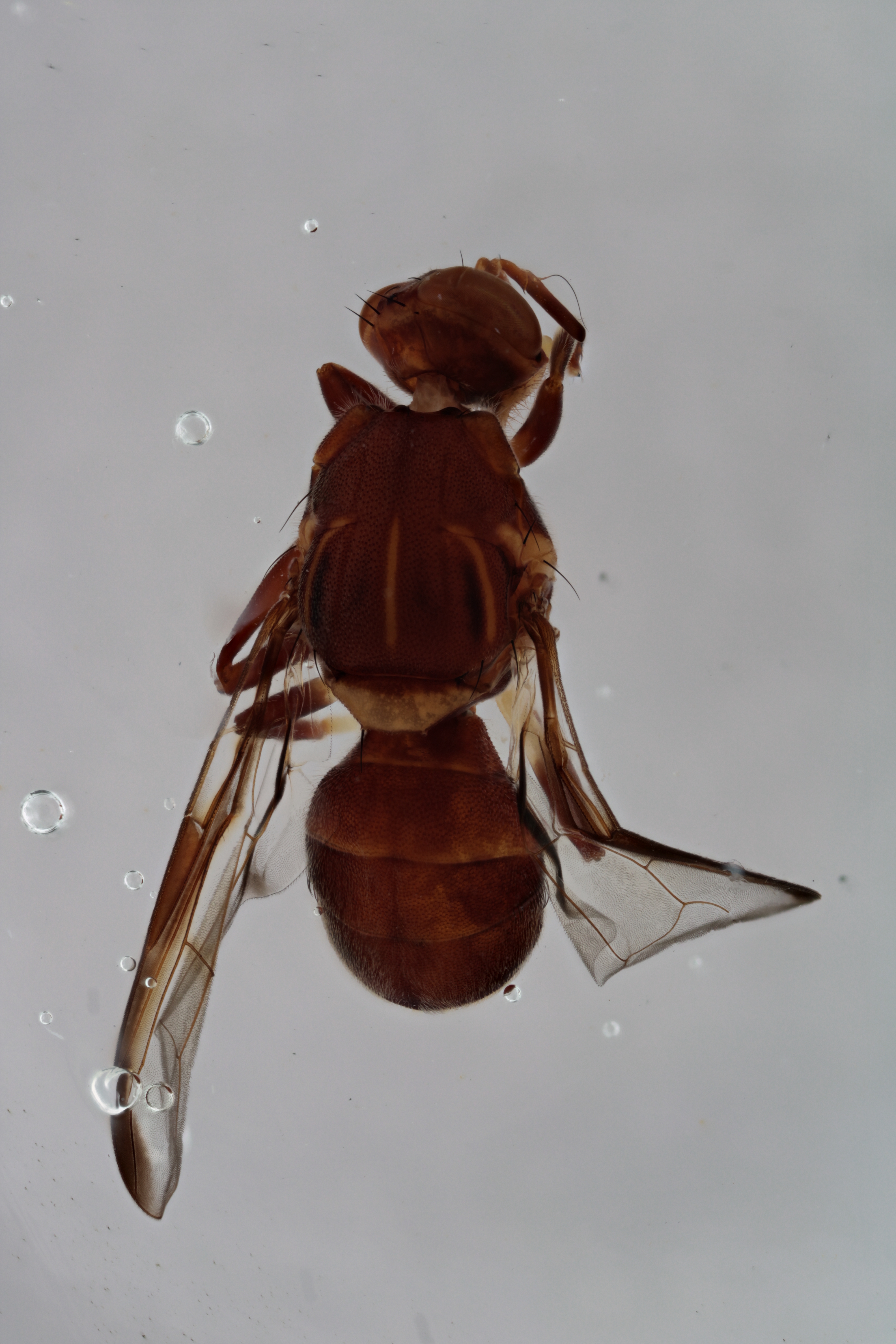 Image of a fruit fly