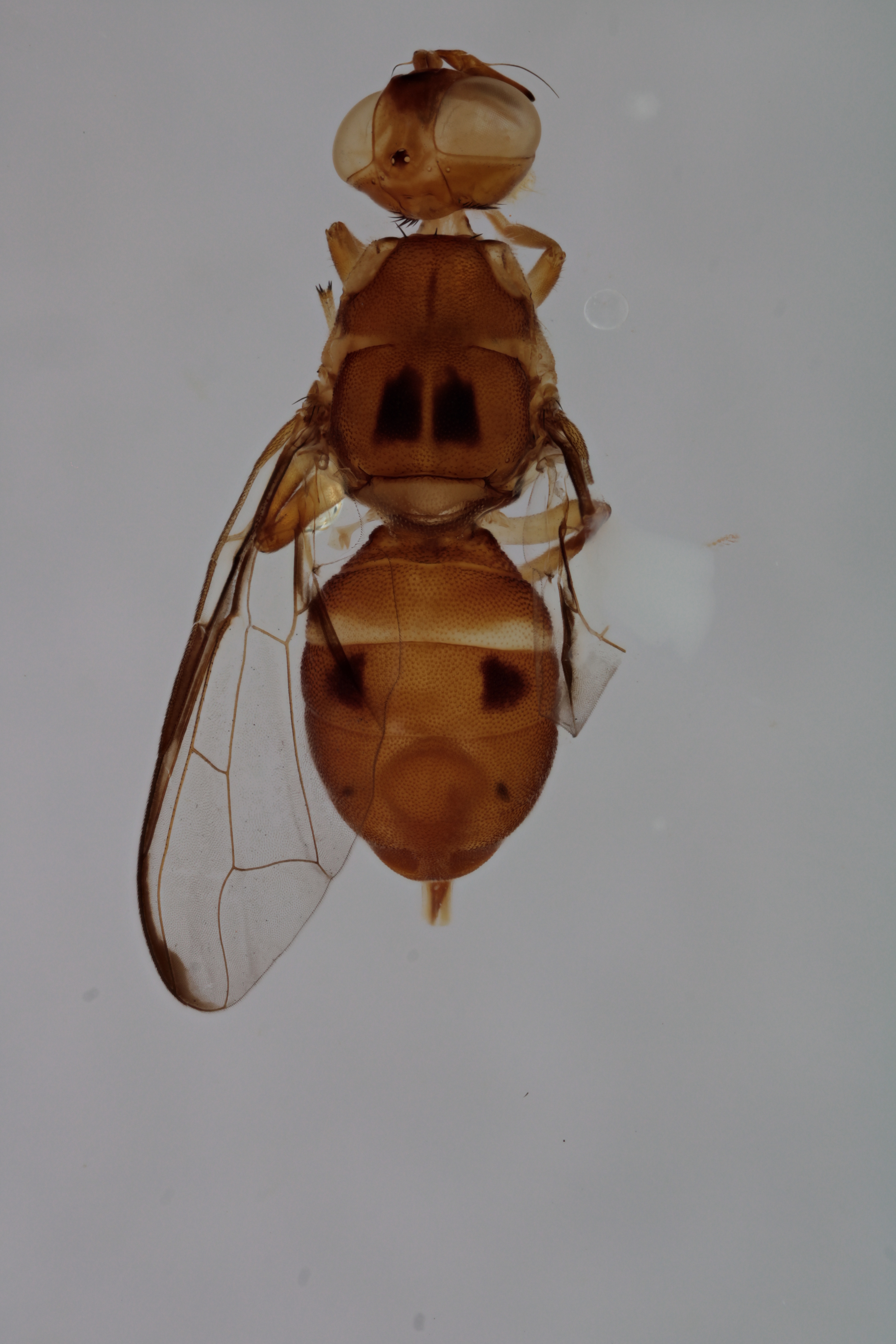 Image of a fruit fly