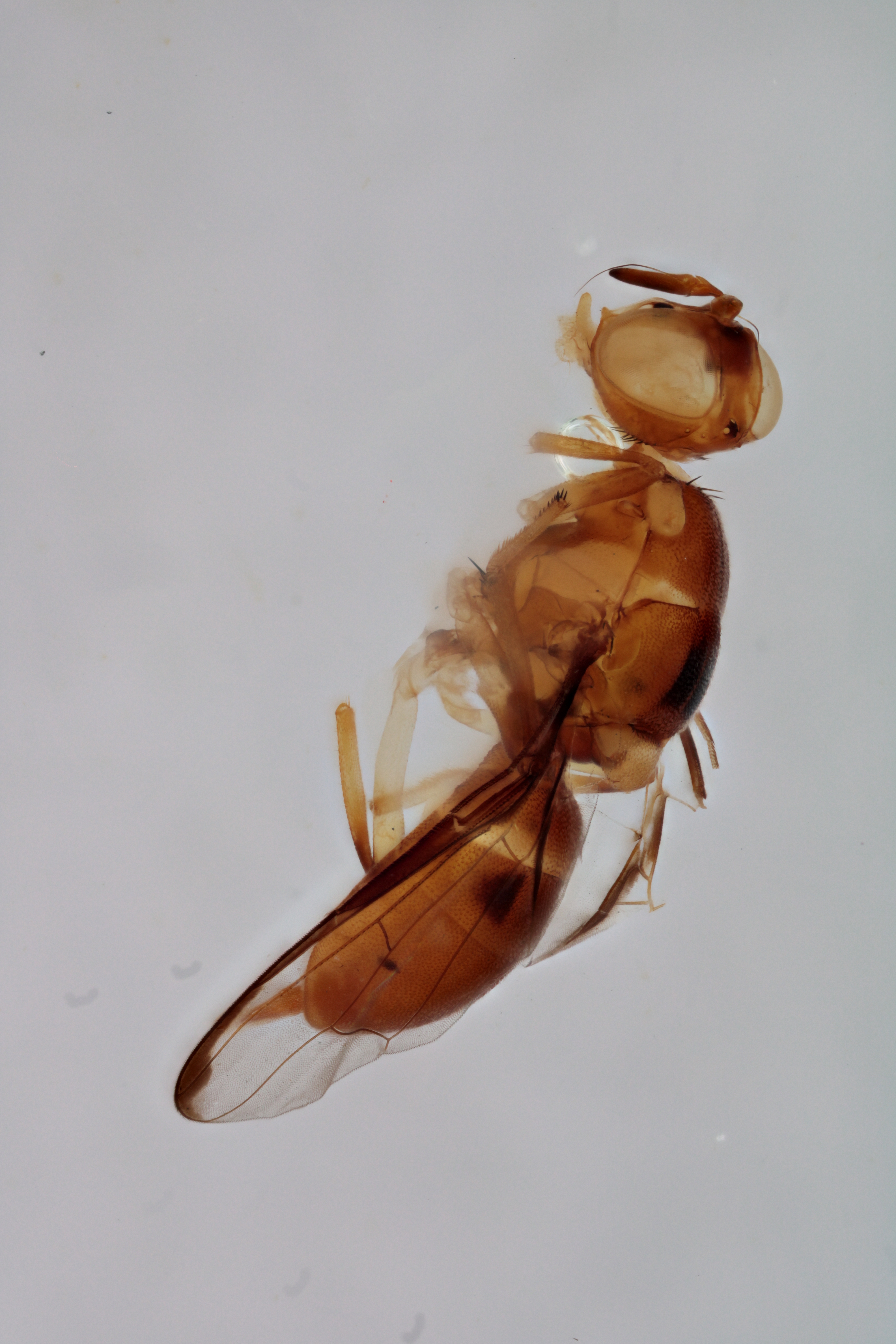 Image of a fruit fly