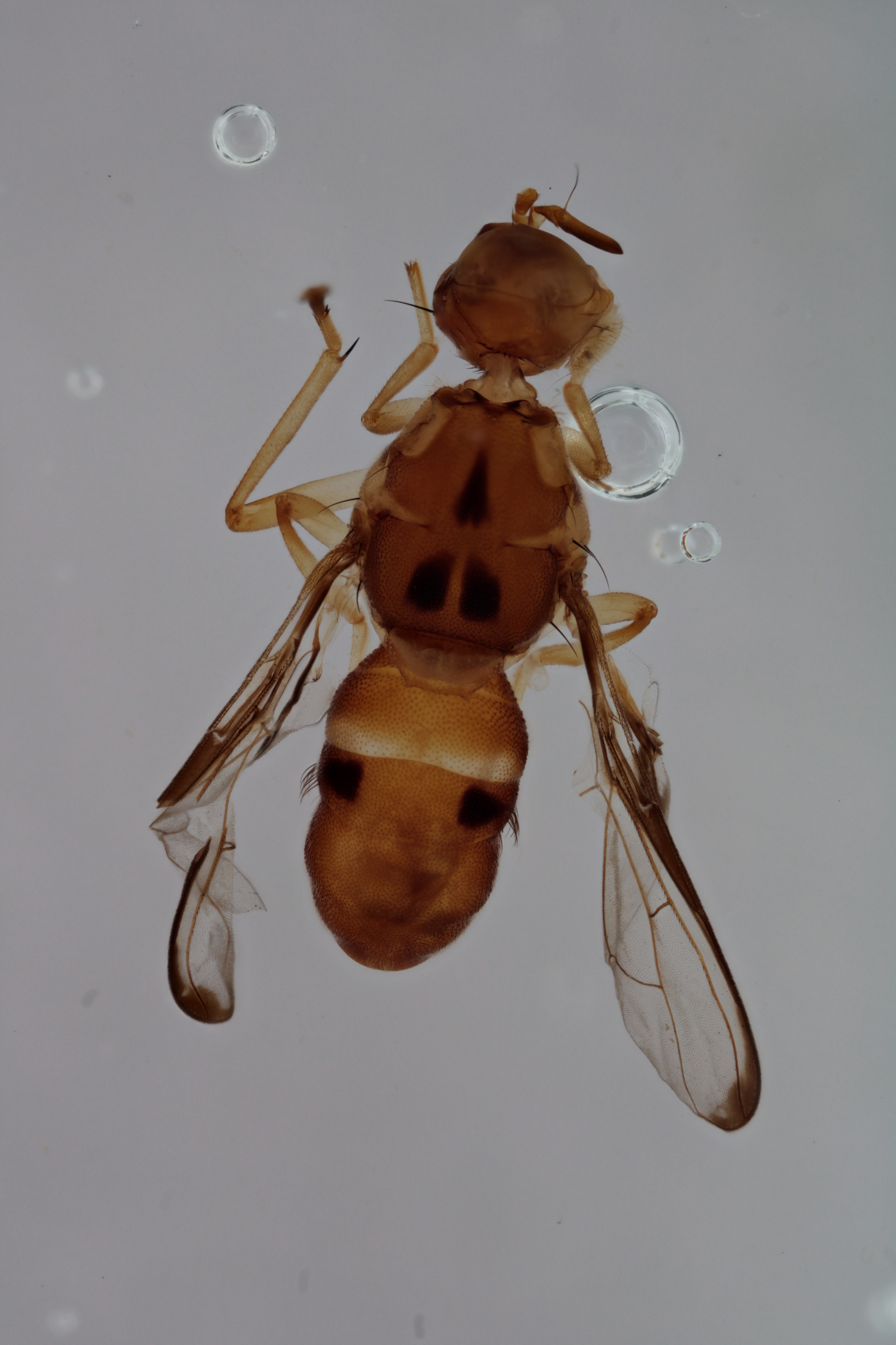 Image of a fruit fly