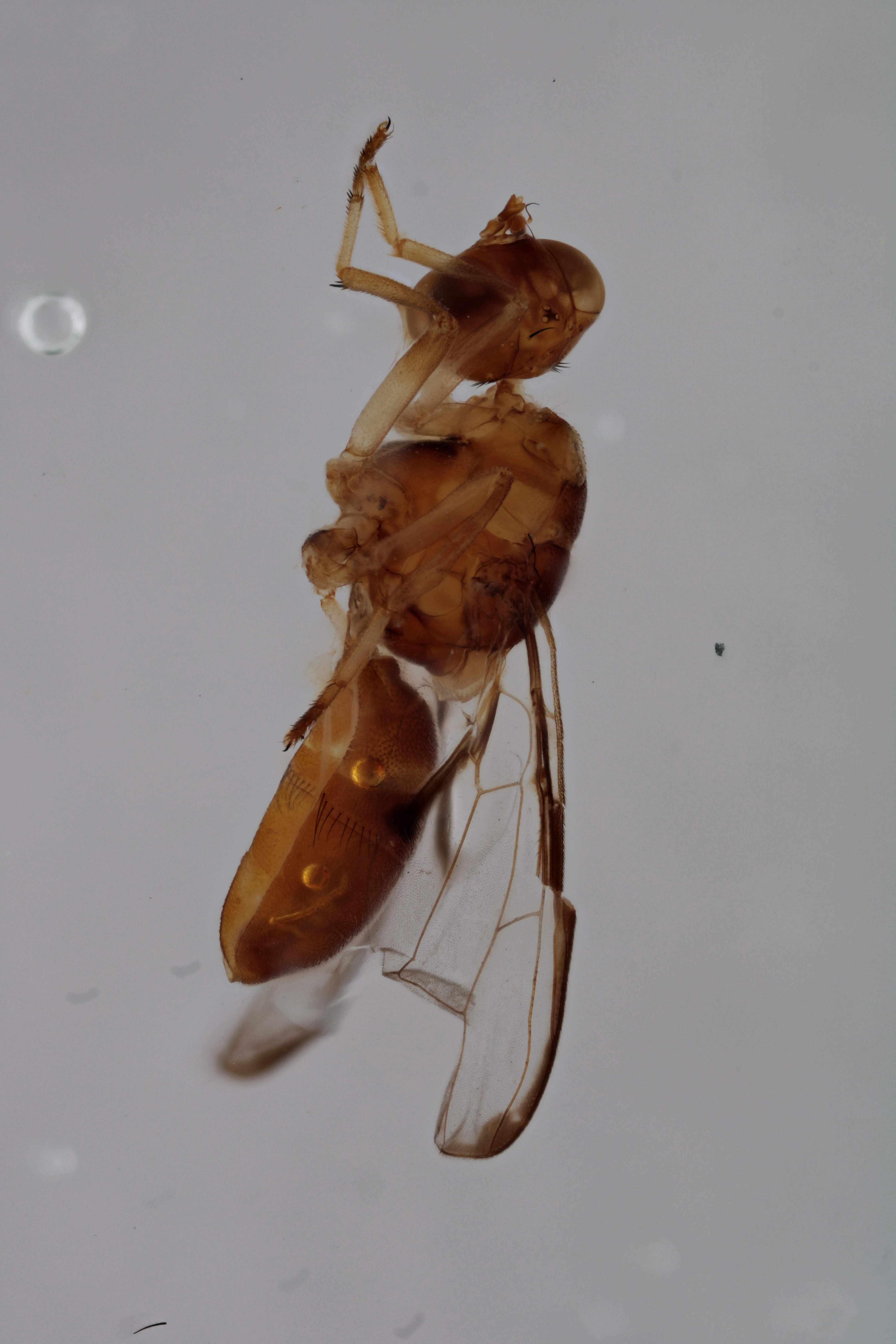 Image of a fruit fly