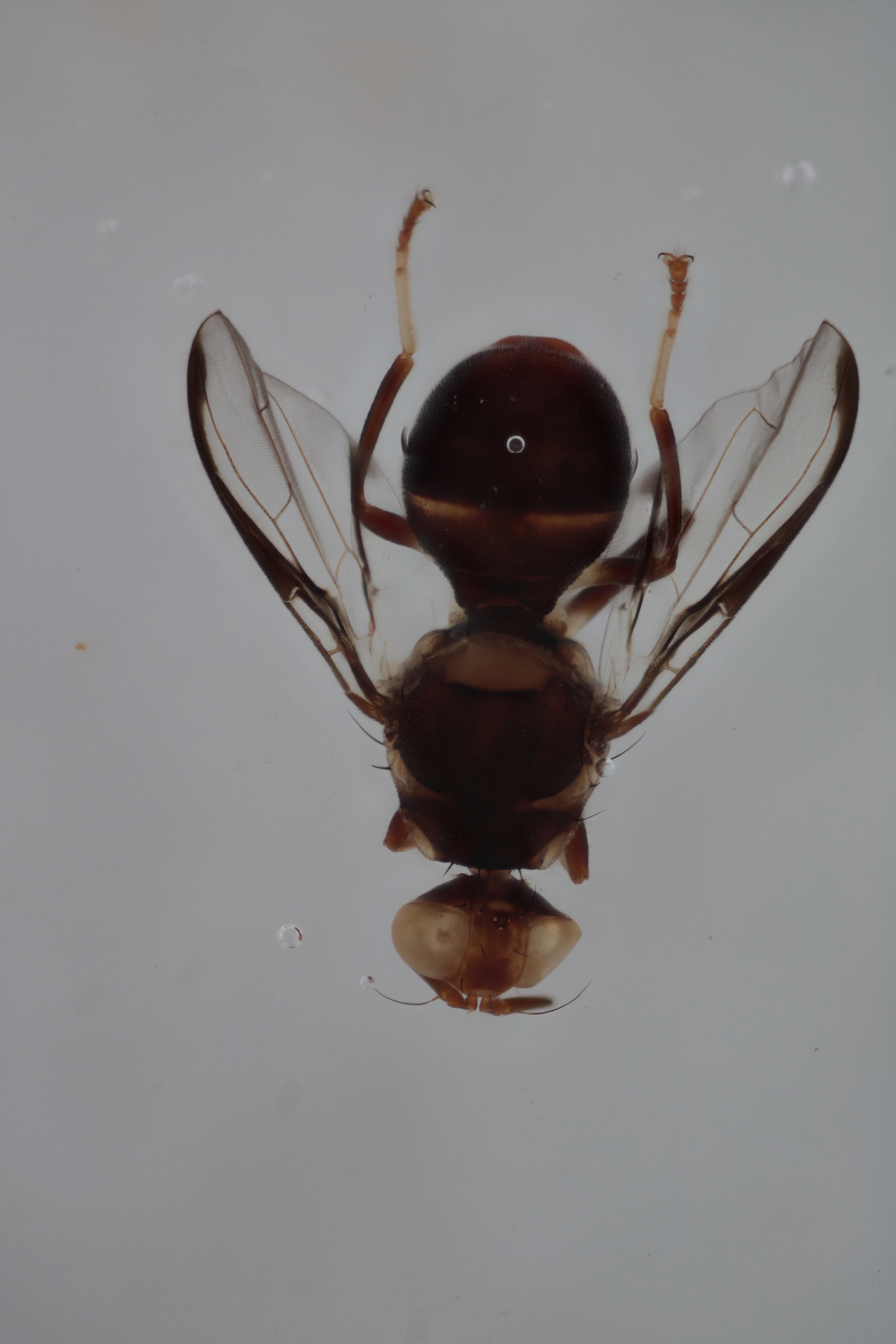 Image of a fruit fly