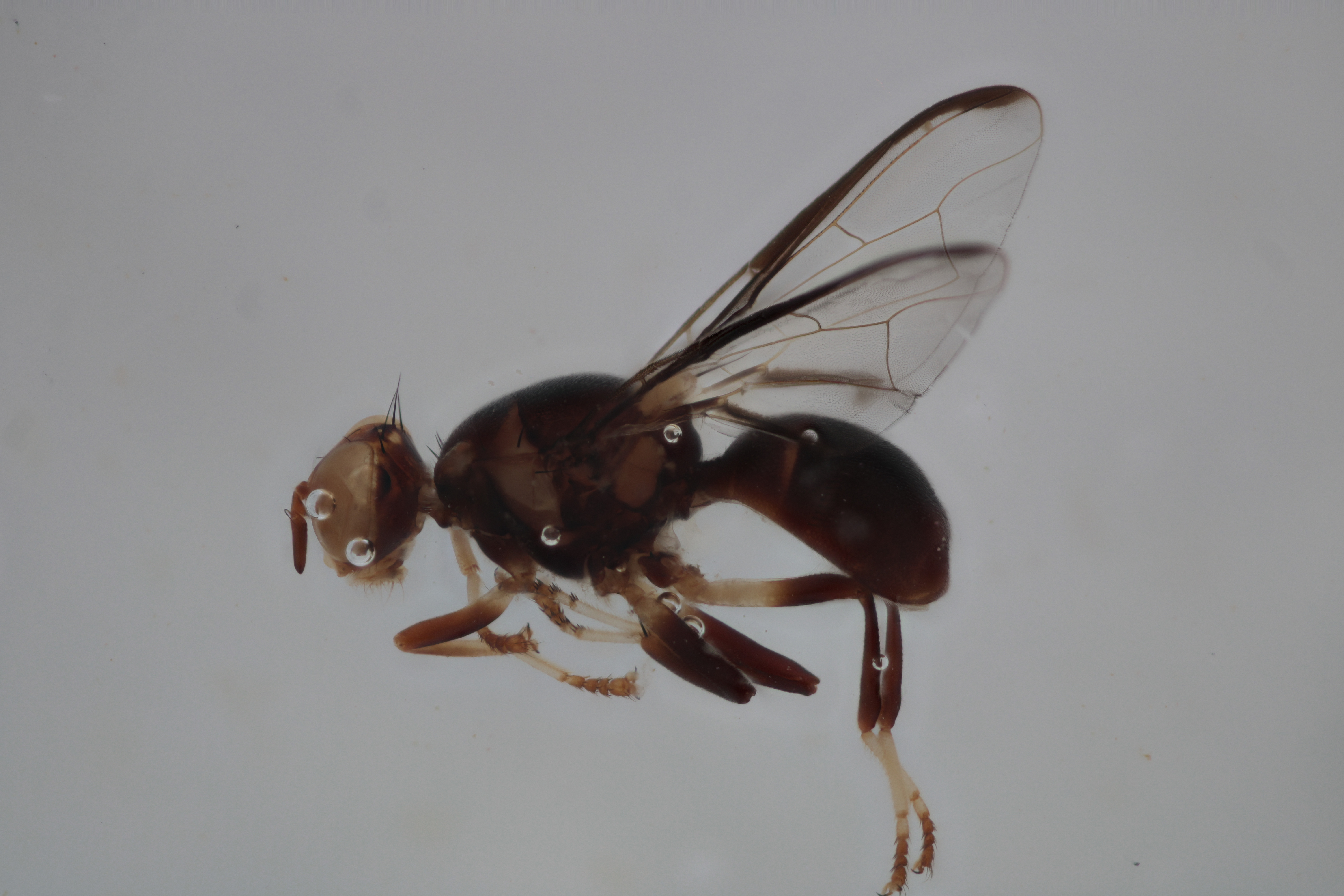 Image of a fruit fly