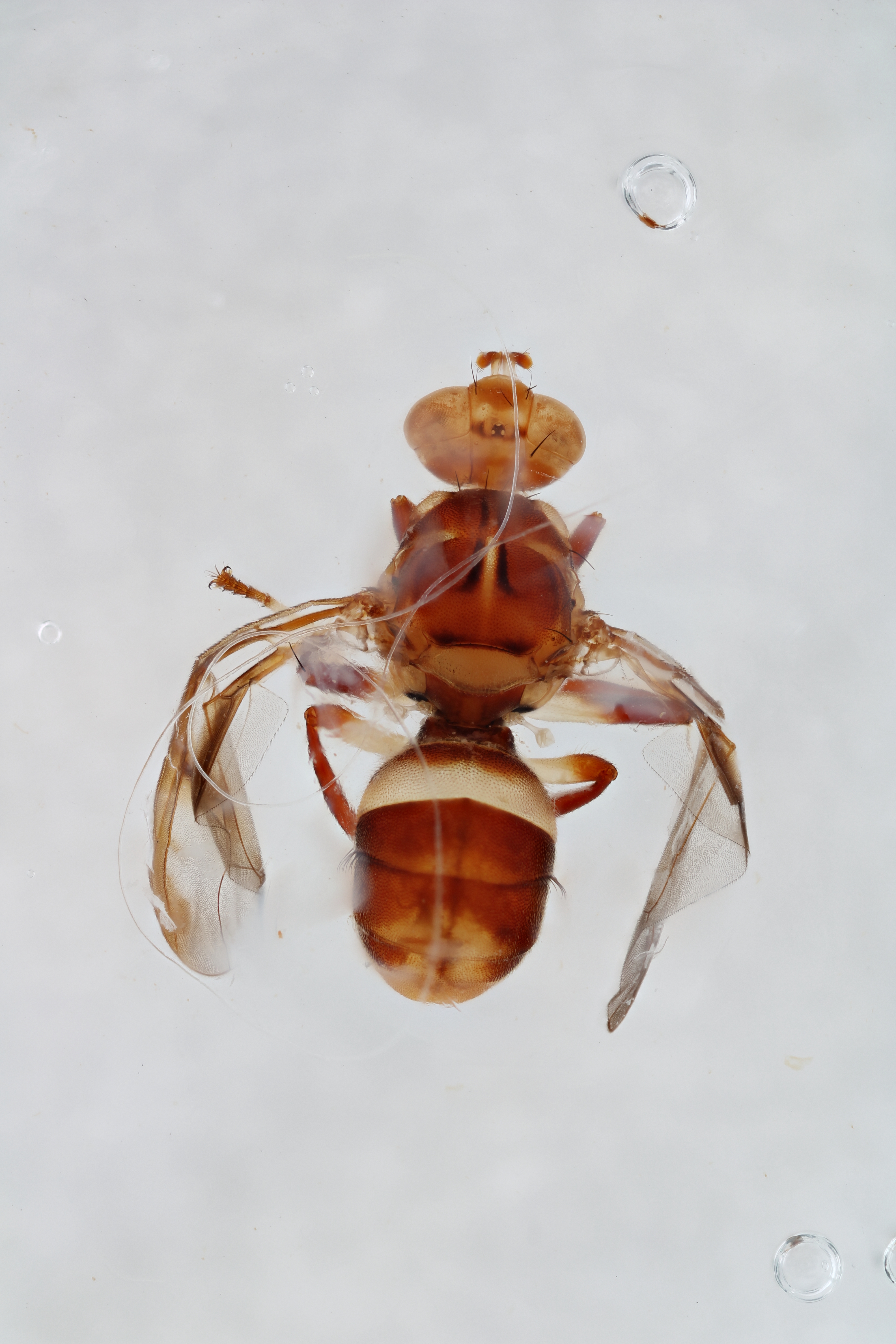 Image of a fruit fly