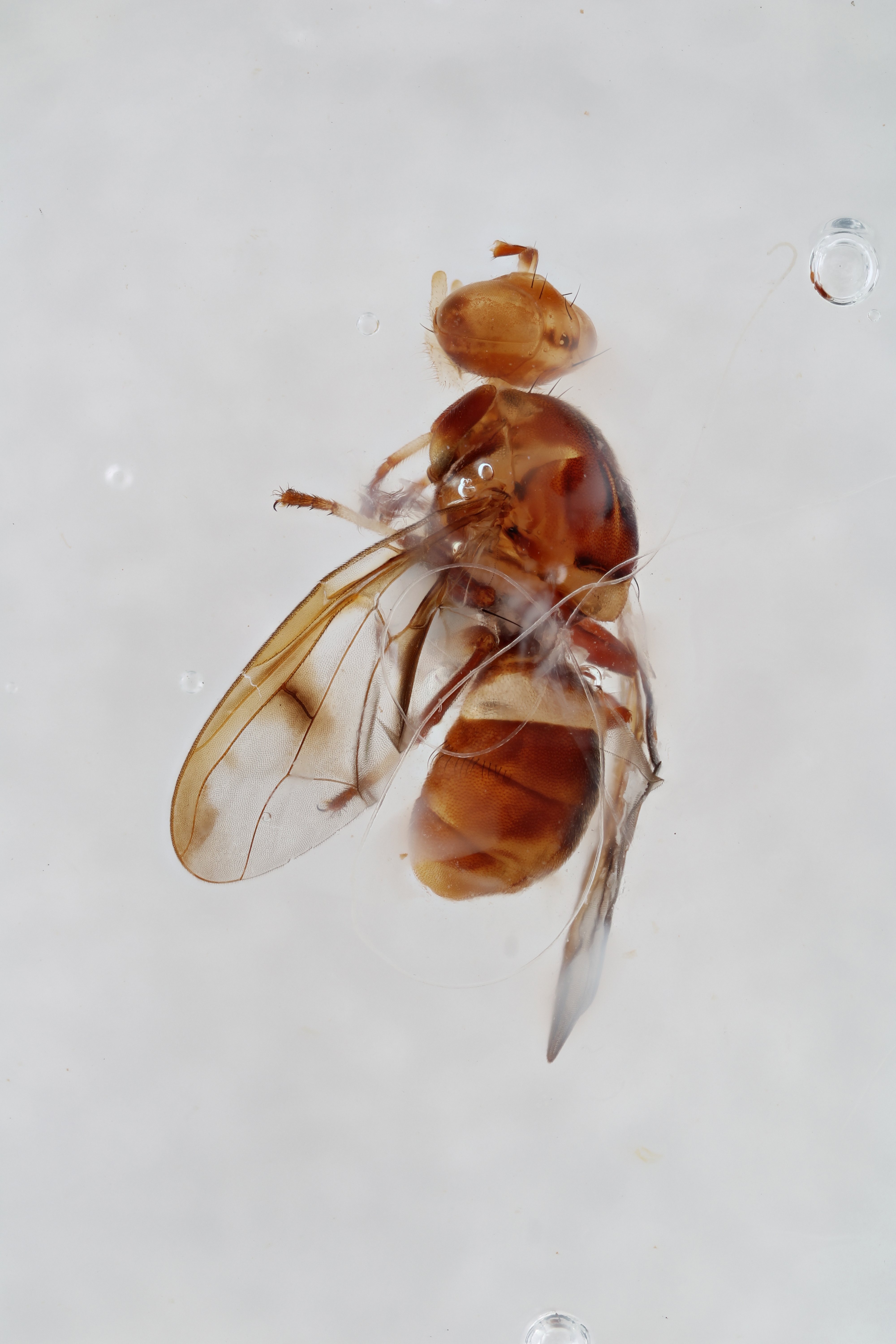 Image of a fruit fly