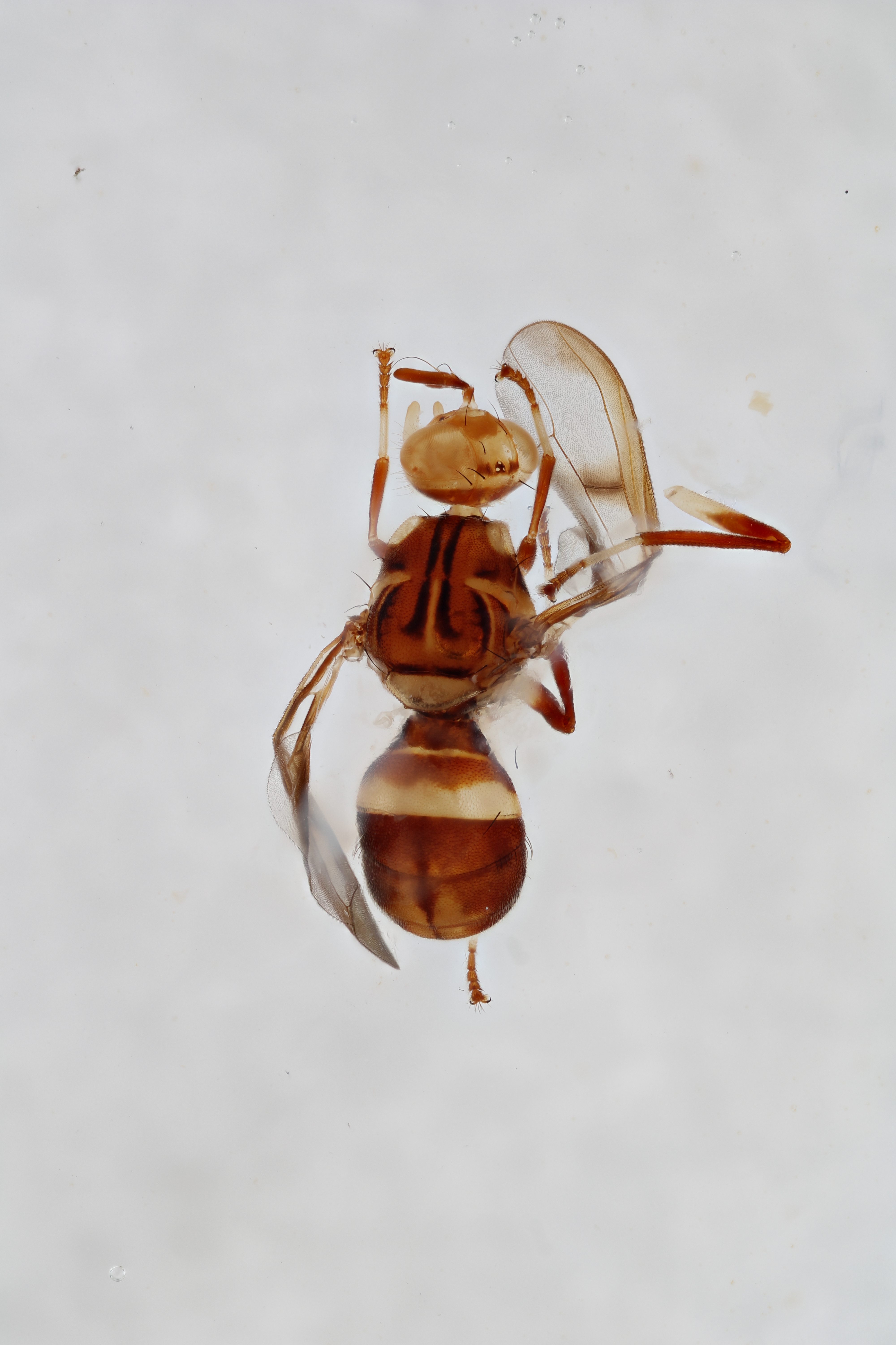 Image of a fruit fly