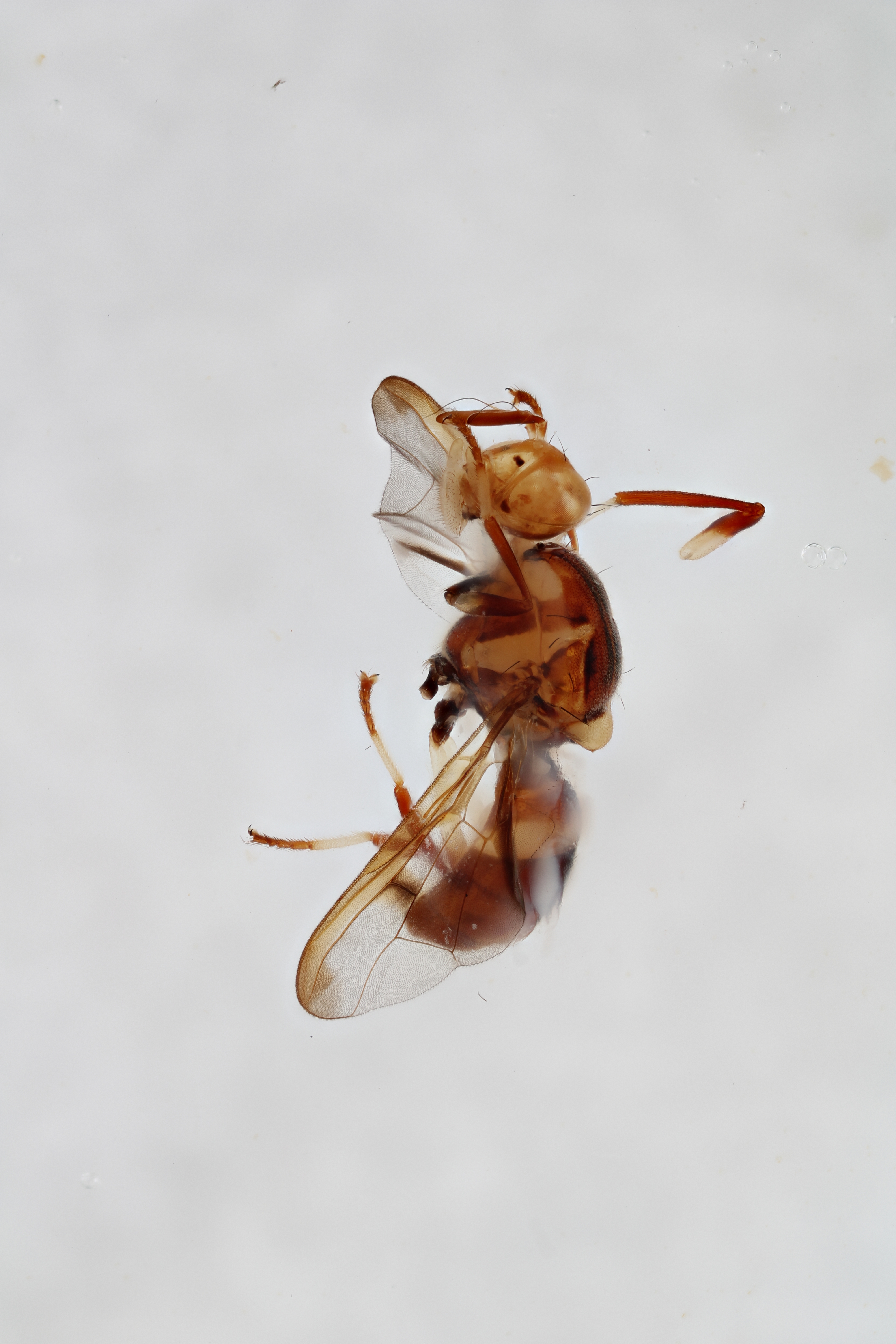 Image of a fruit fly