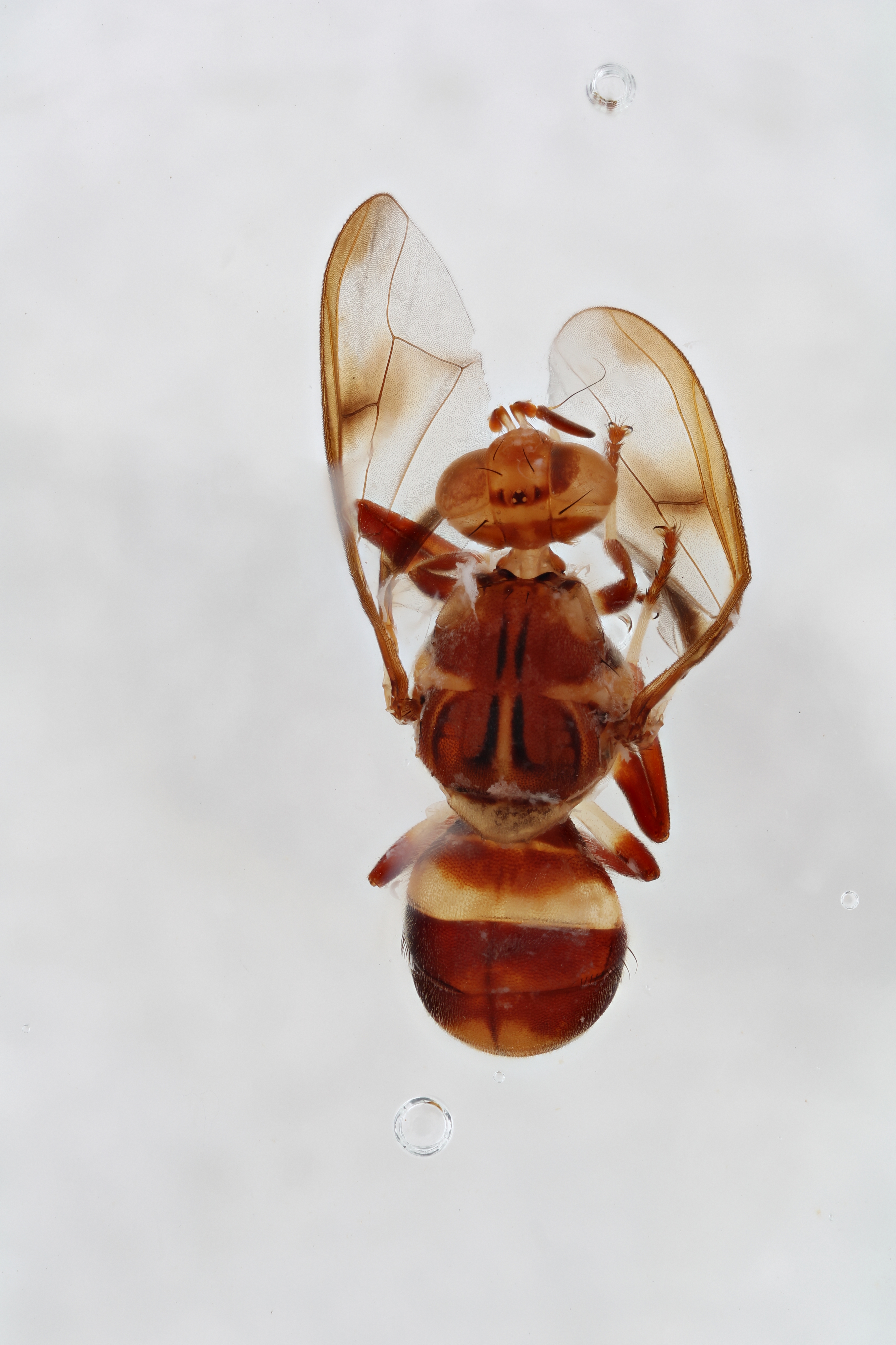 Image of a fruit fly