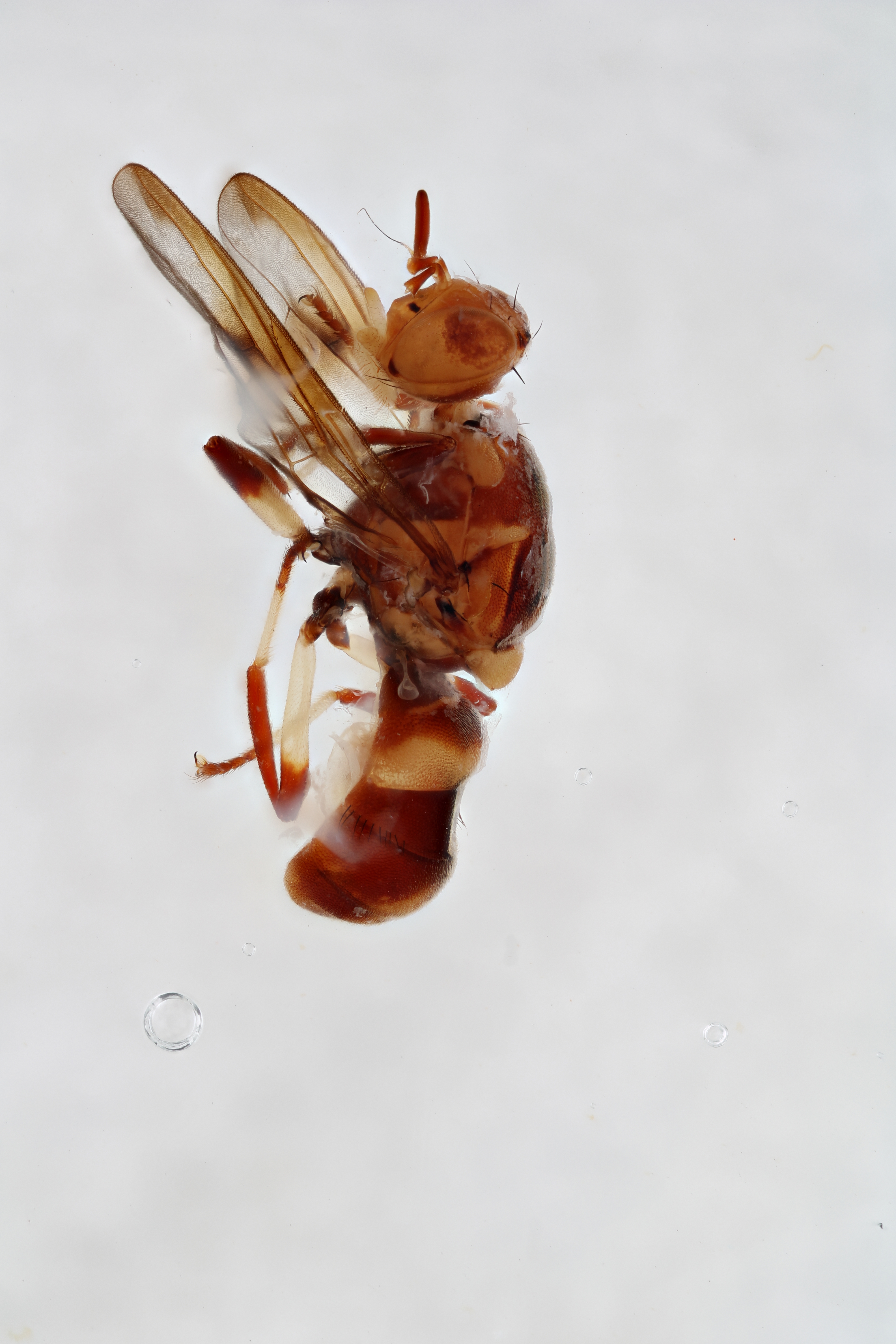 Image of a fruit fly