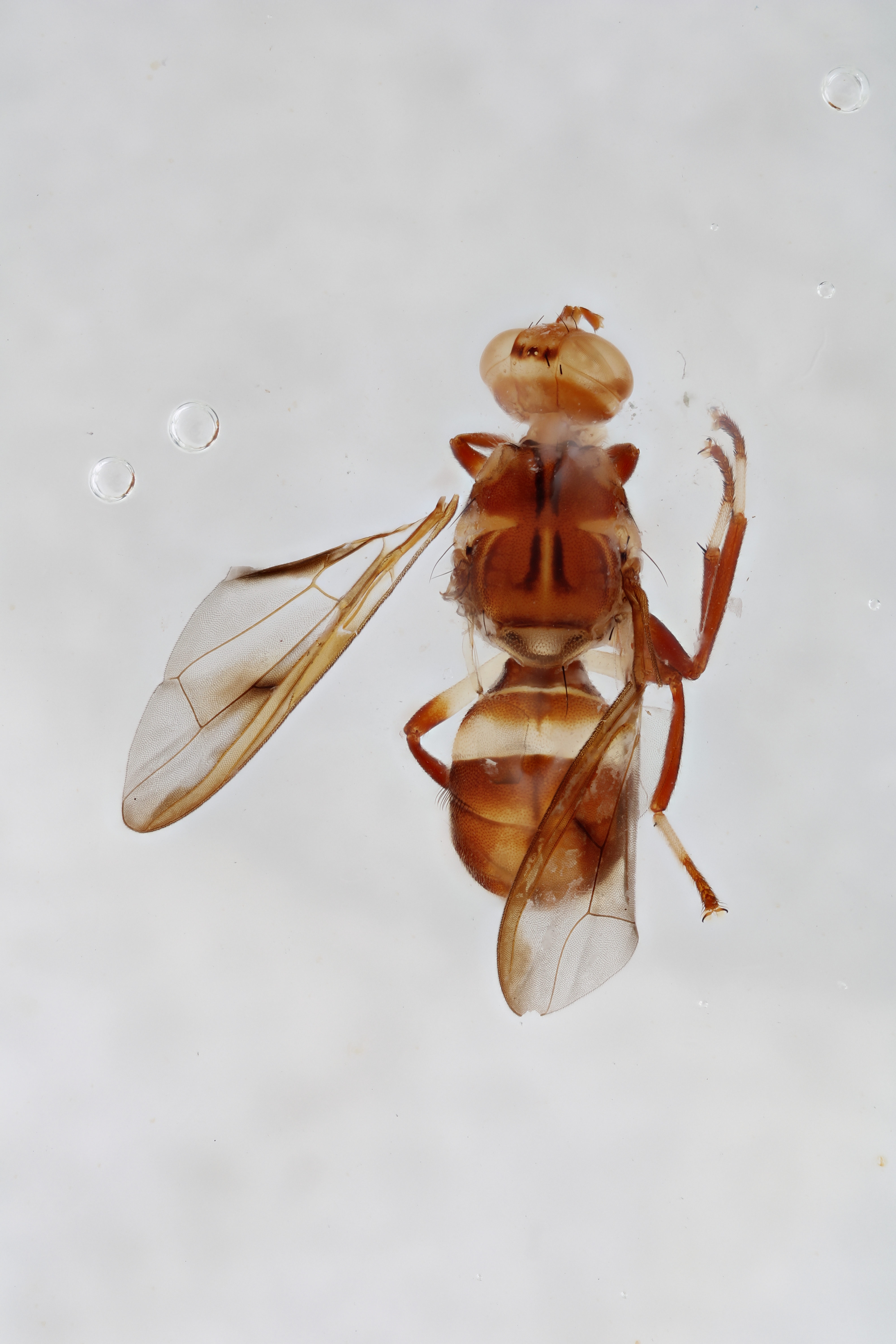 Image of a fruit fly