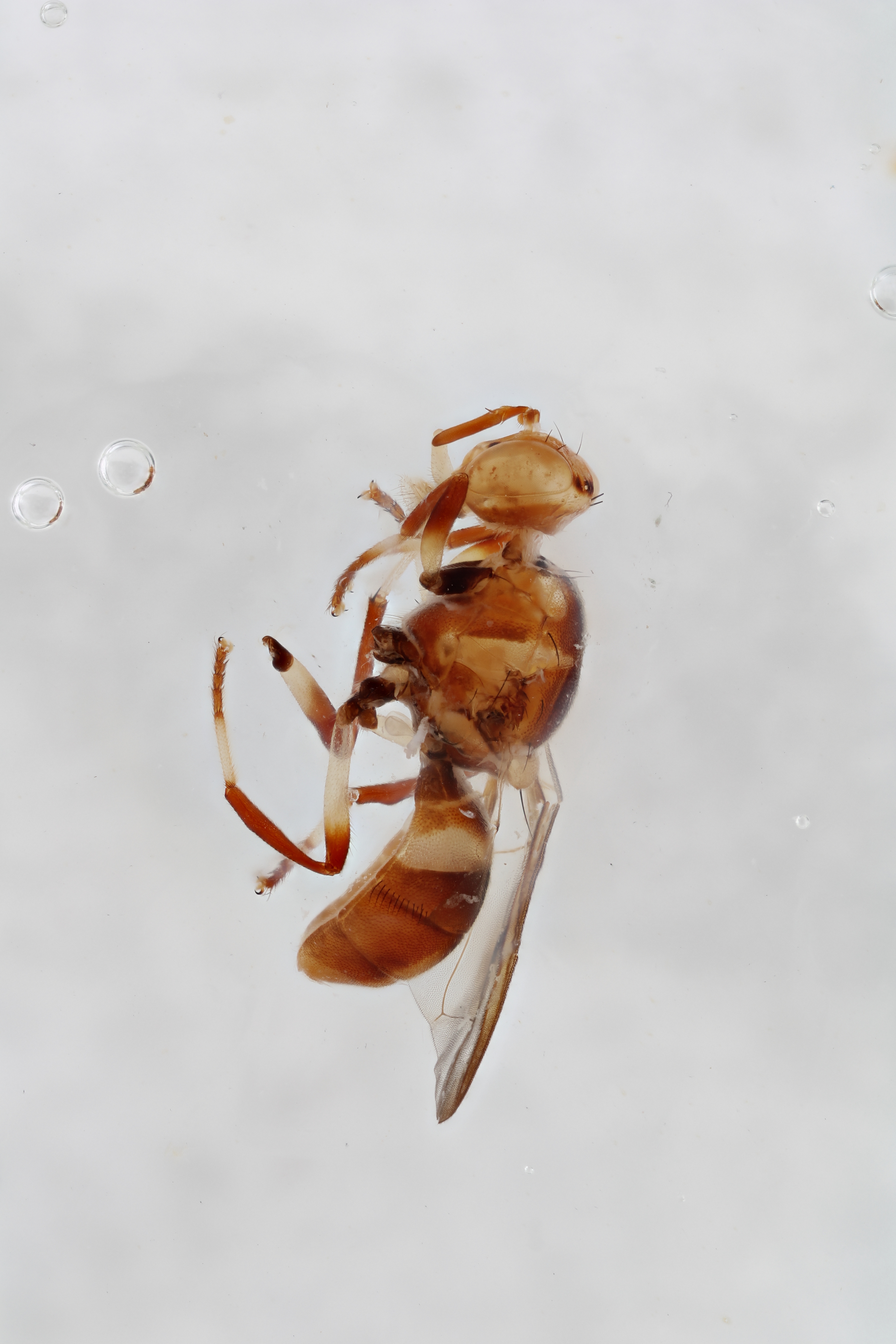 Image of a fruit fly