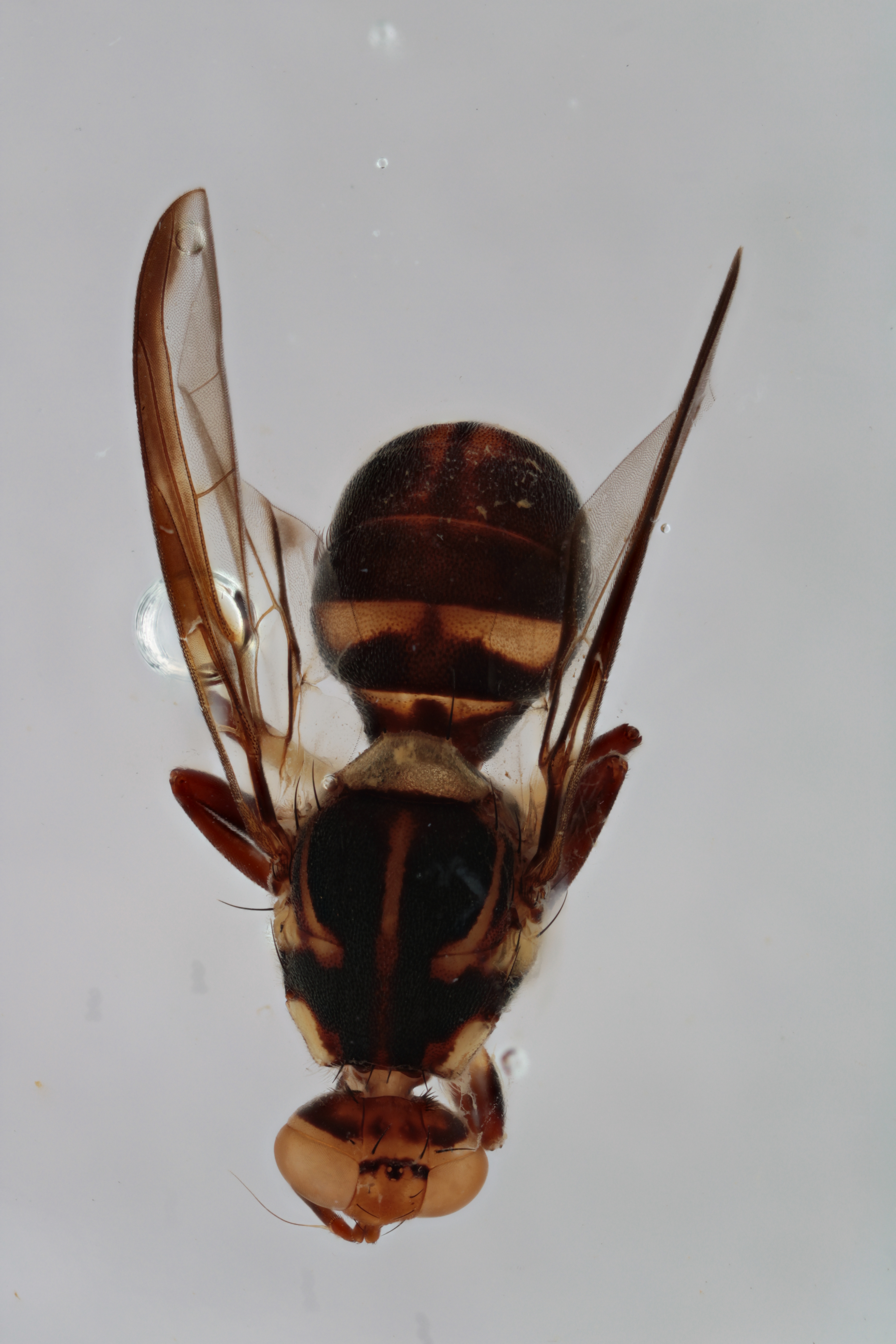 Image of a fruit fly