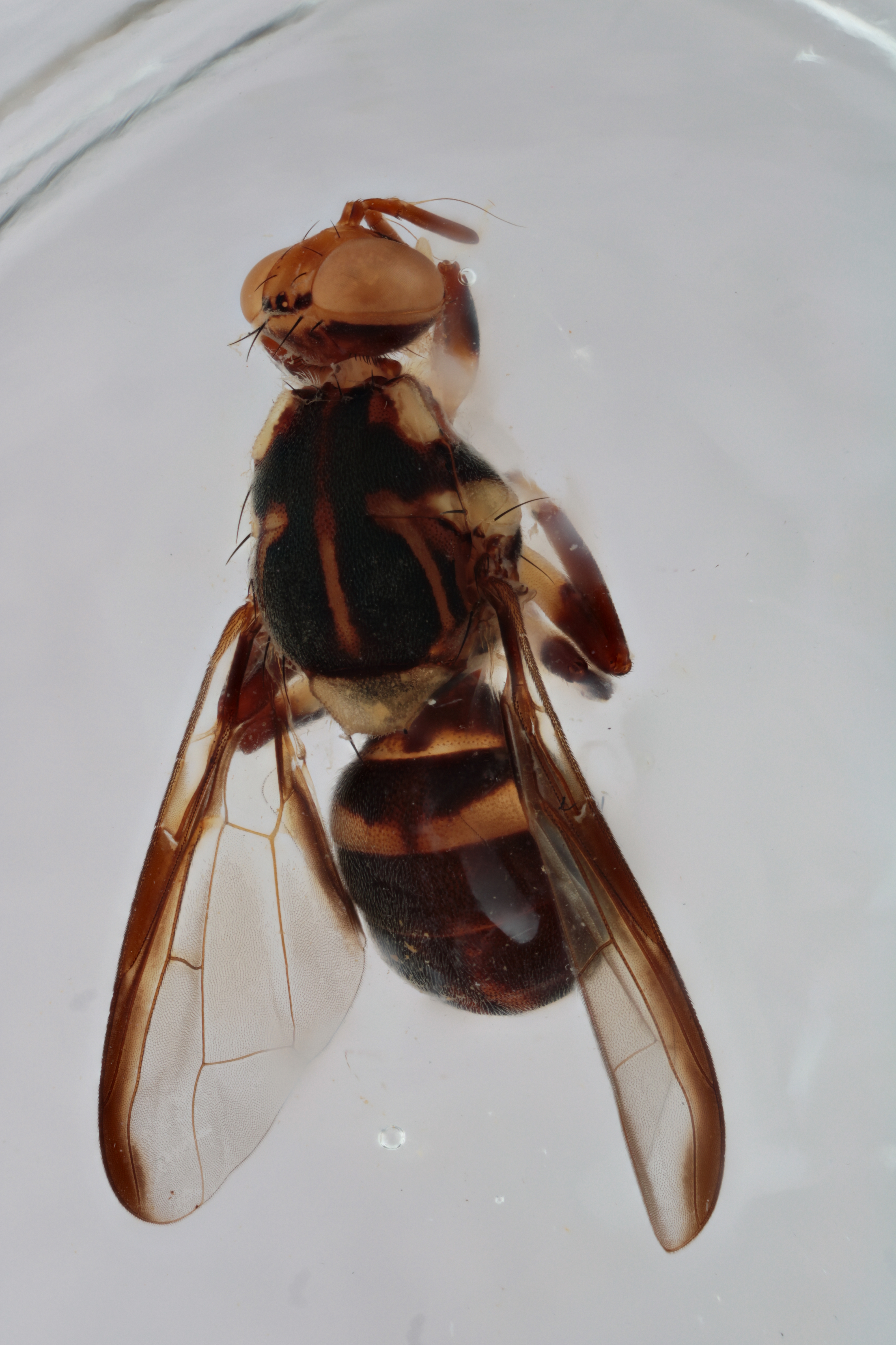 Image of a fruit fly