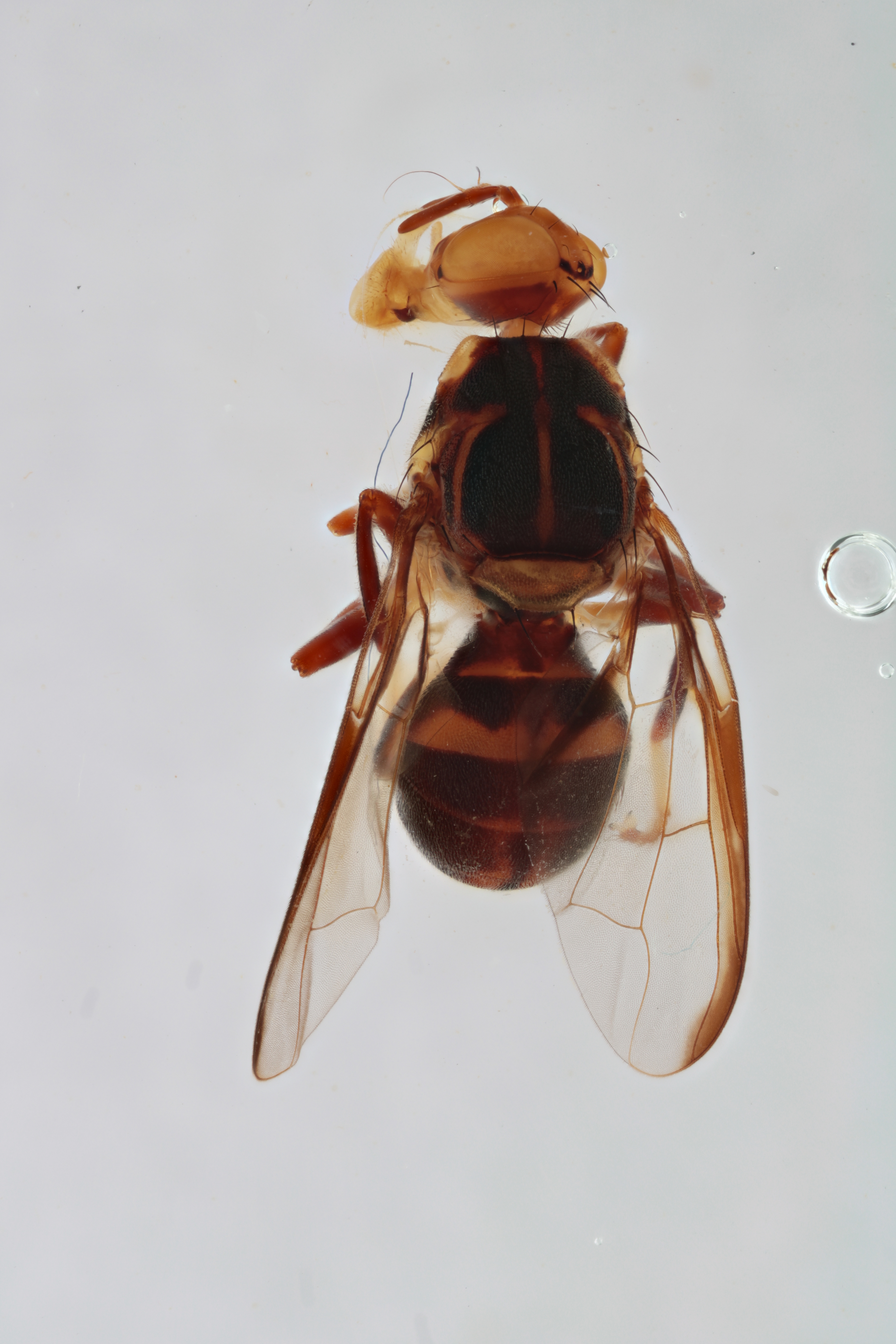 Image of a fruit fly