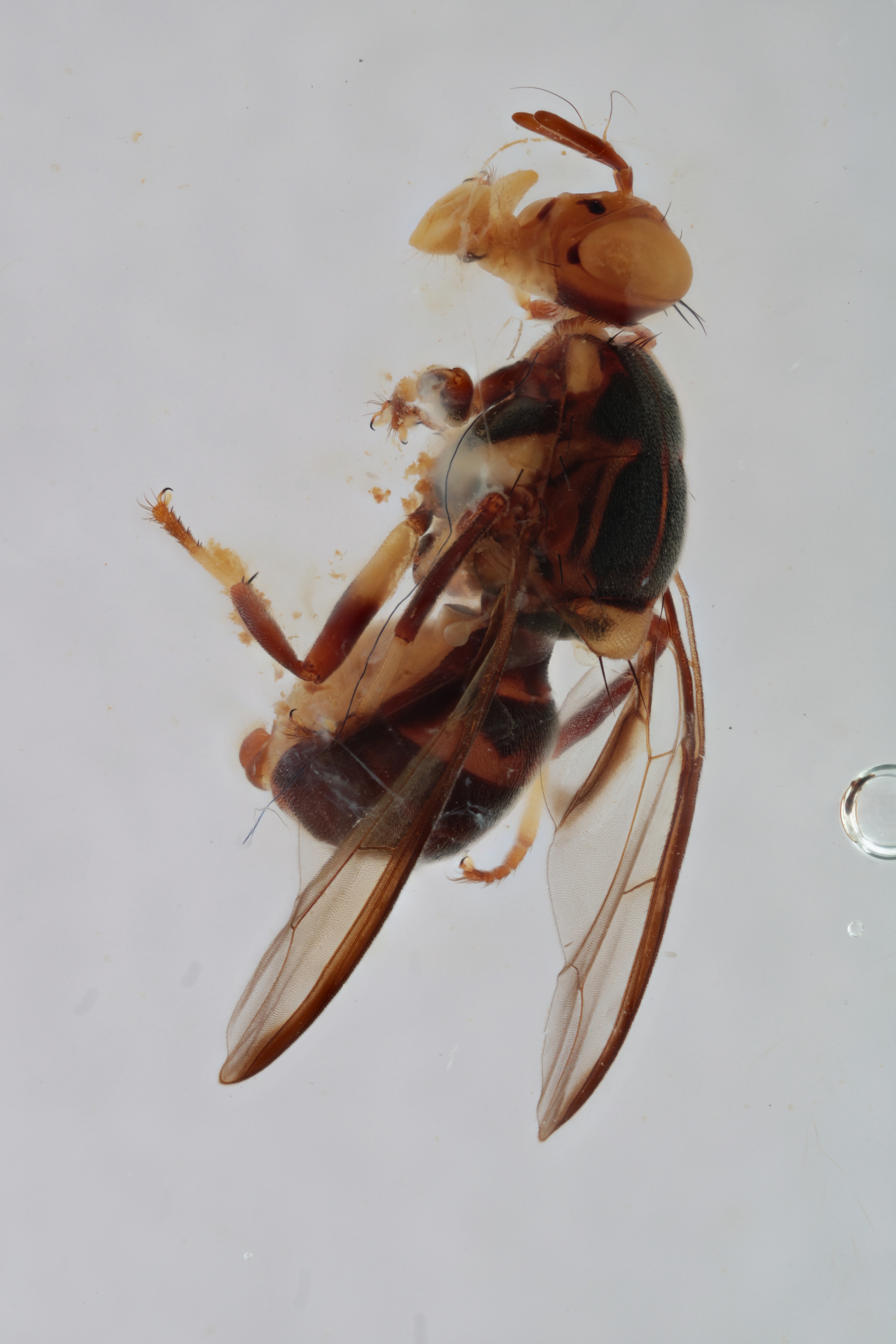 Image of a fruit fly