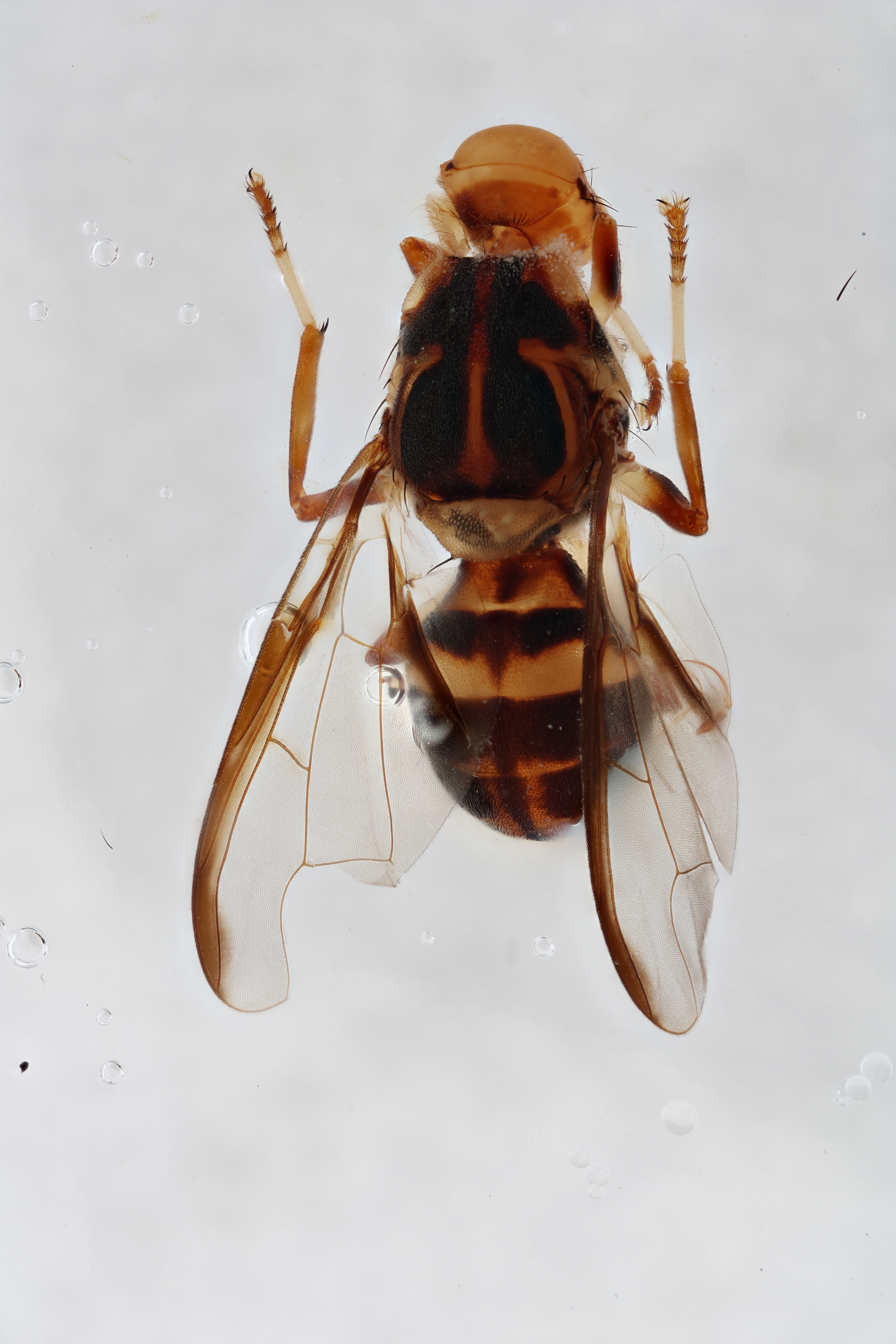 Image of a fruit fly