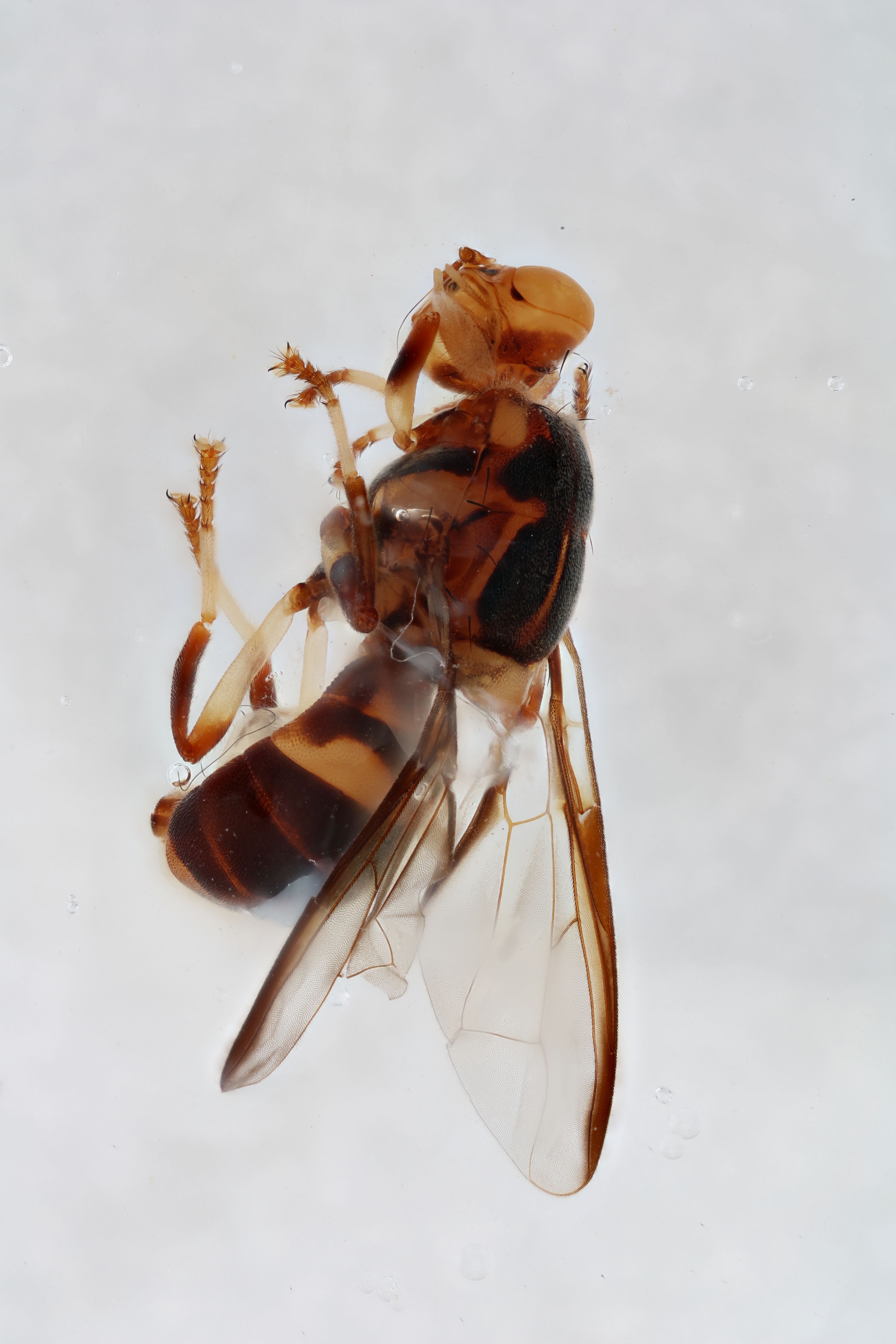 Image of a fruit fly