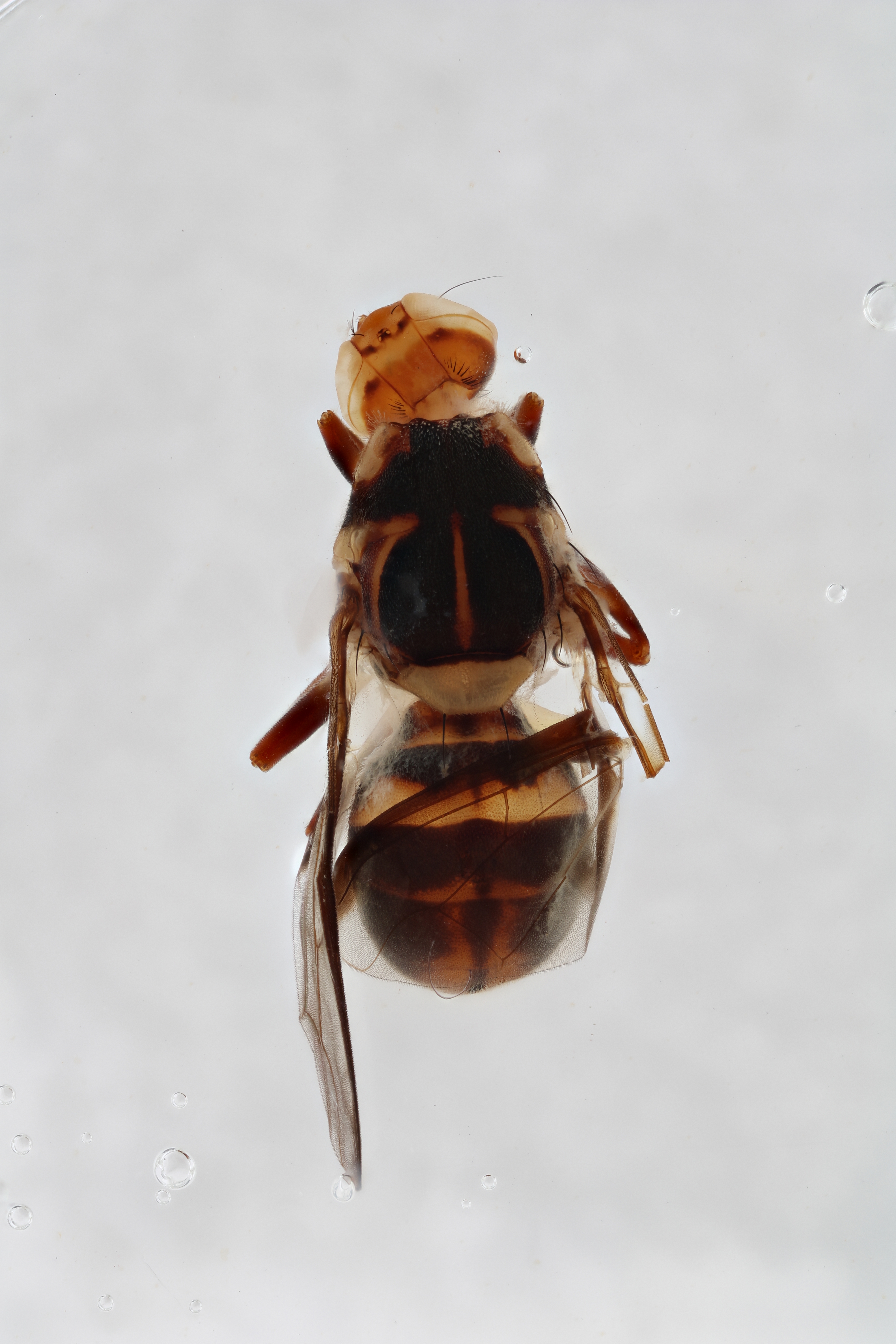 Image of a fruit fly