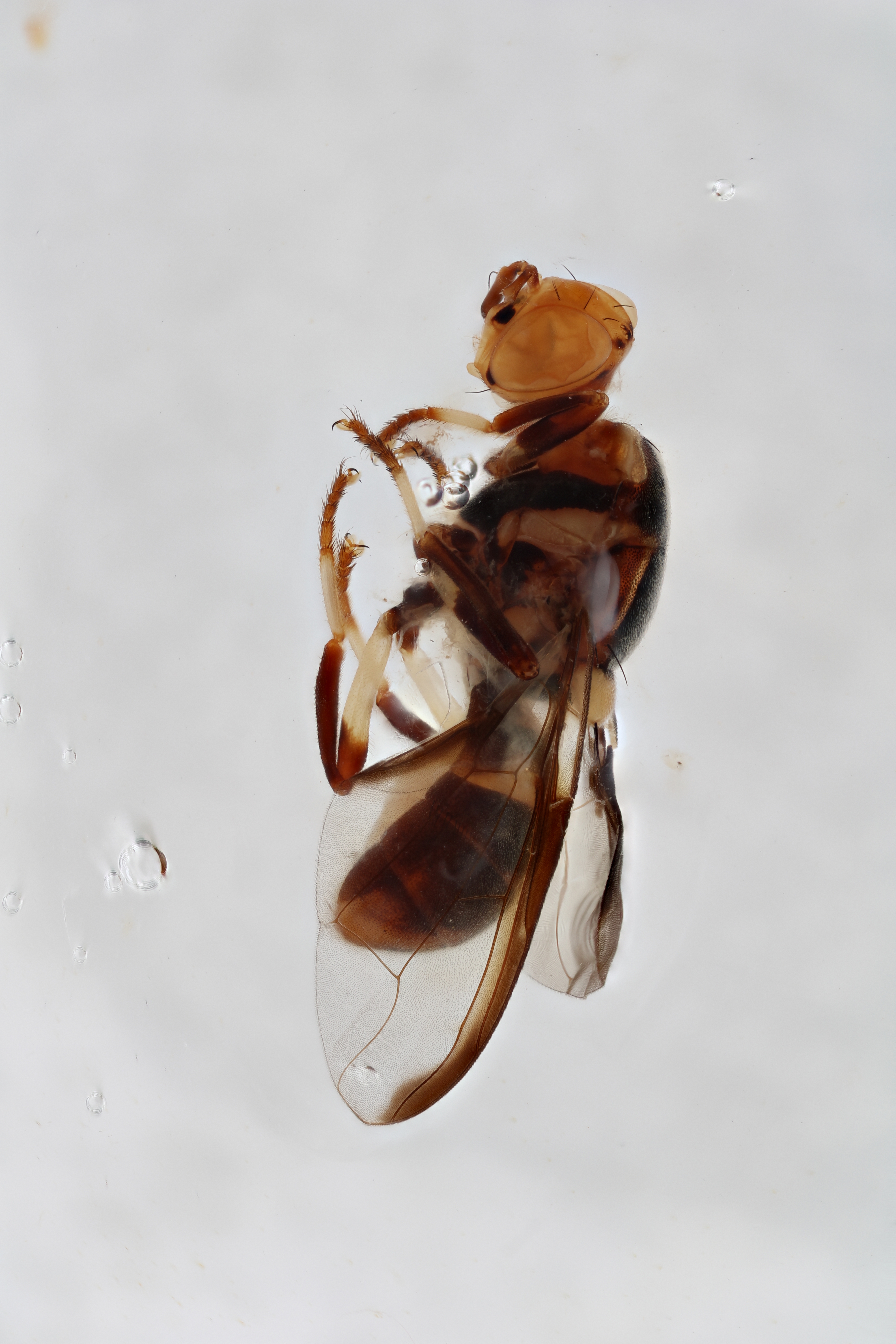 Image of a fruit fly