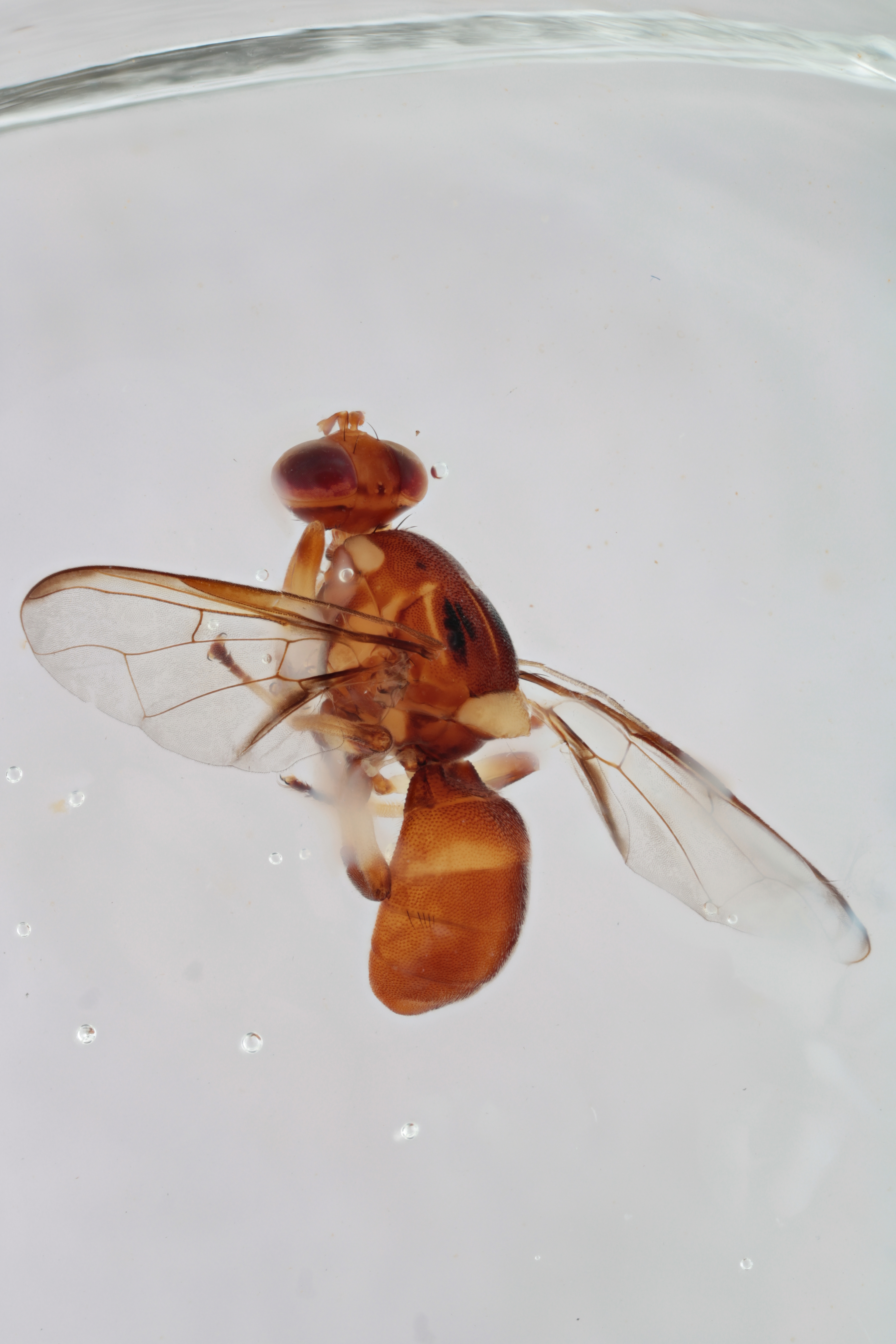 Image of a fruit fly