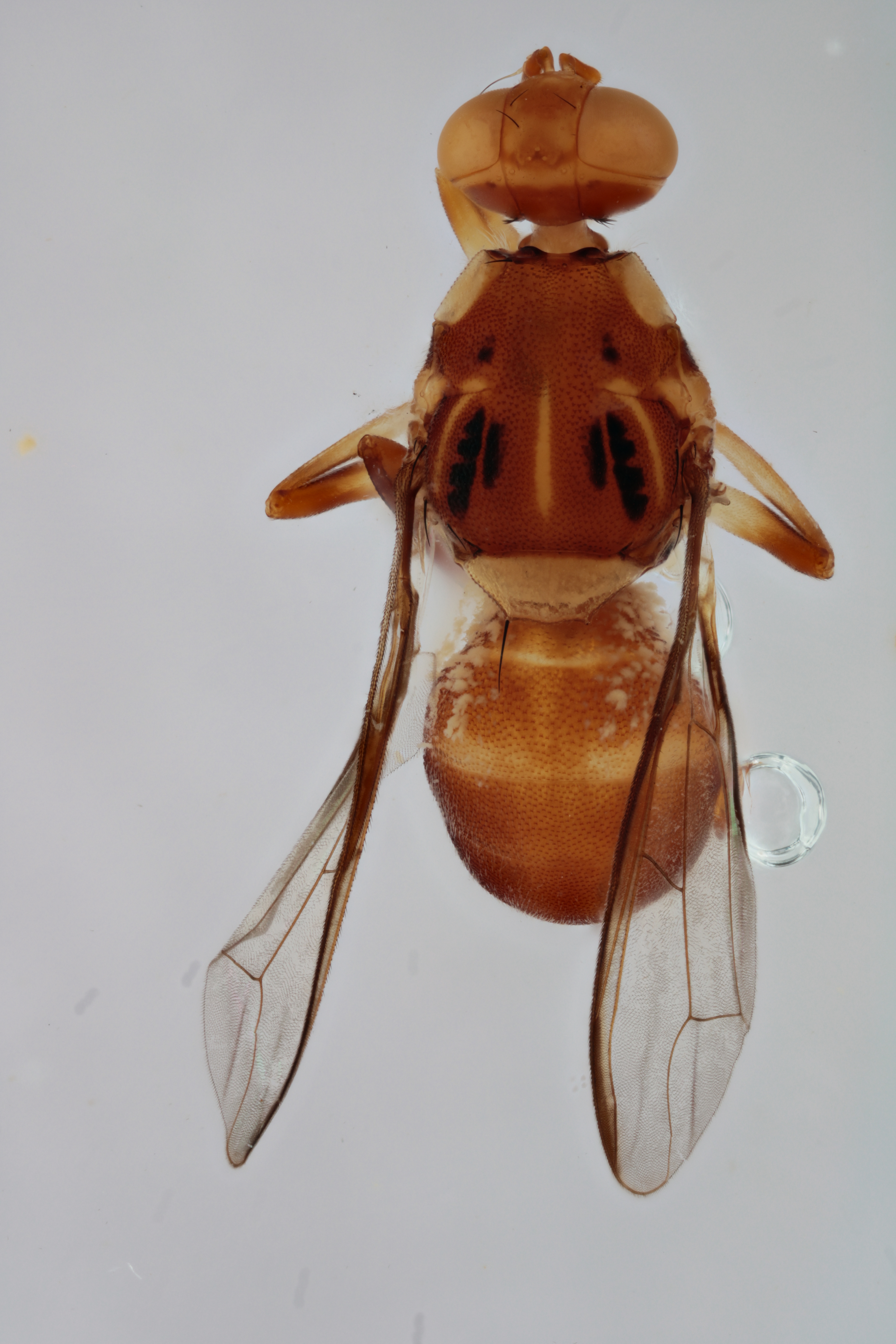 Image of a fruit fly