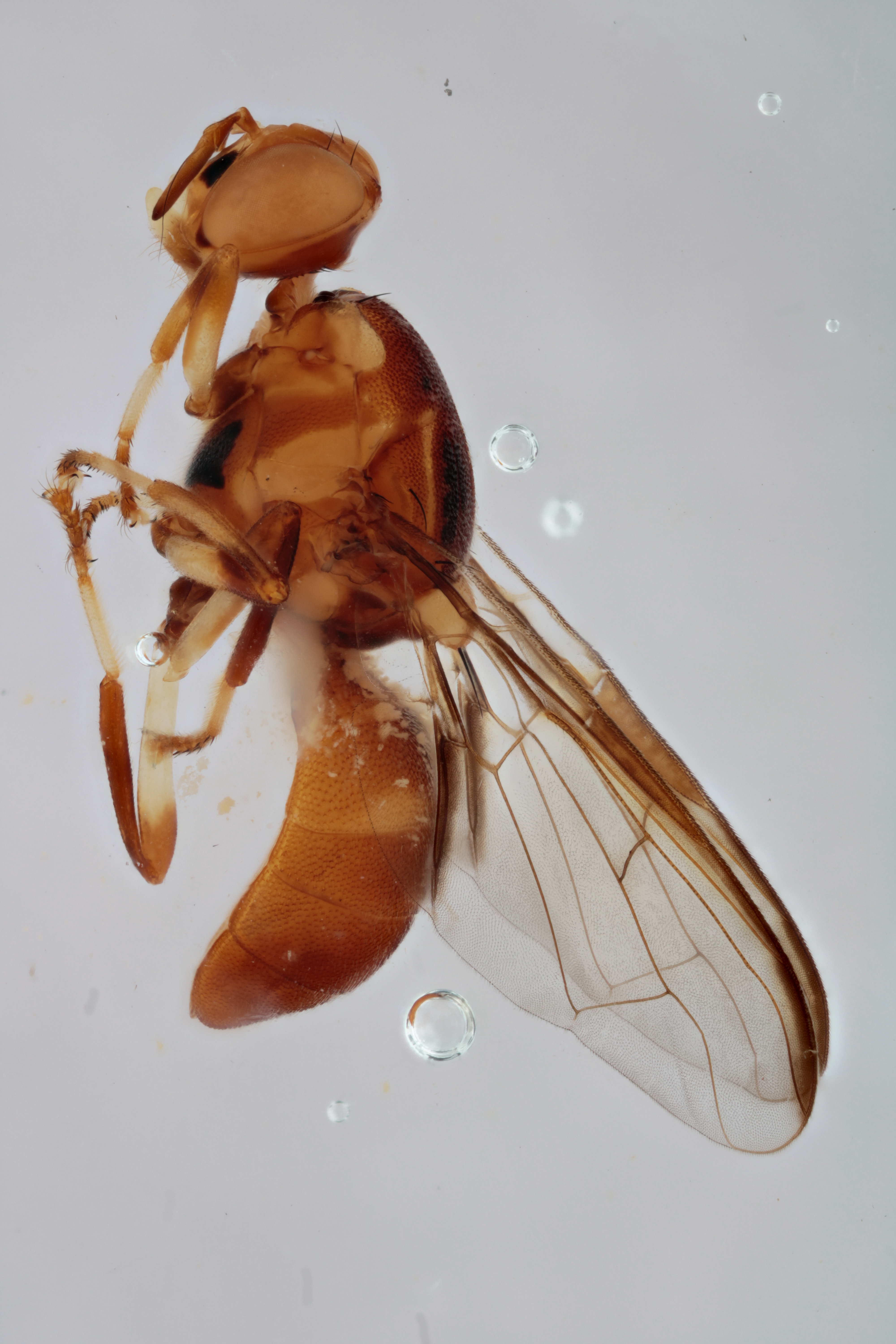 Image of a fruit fly