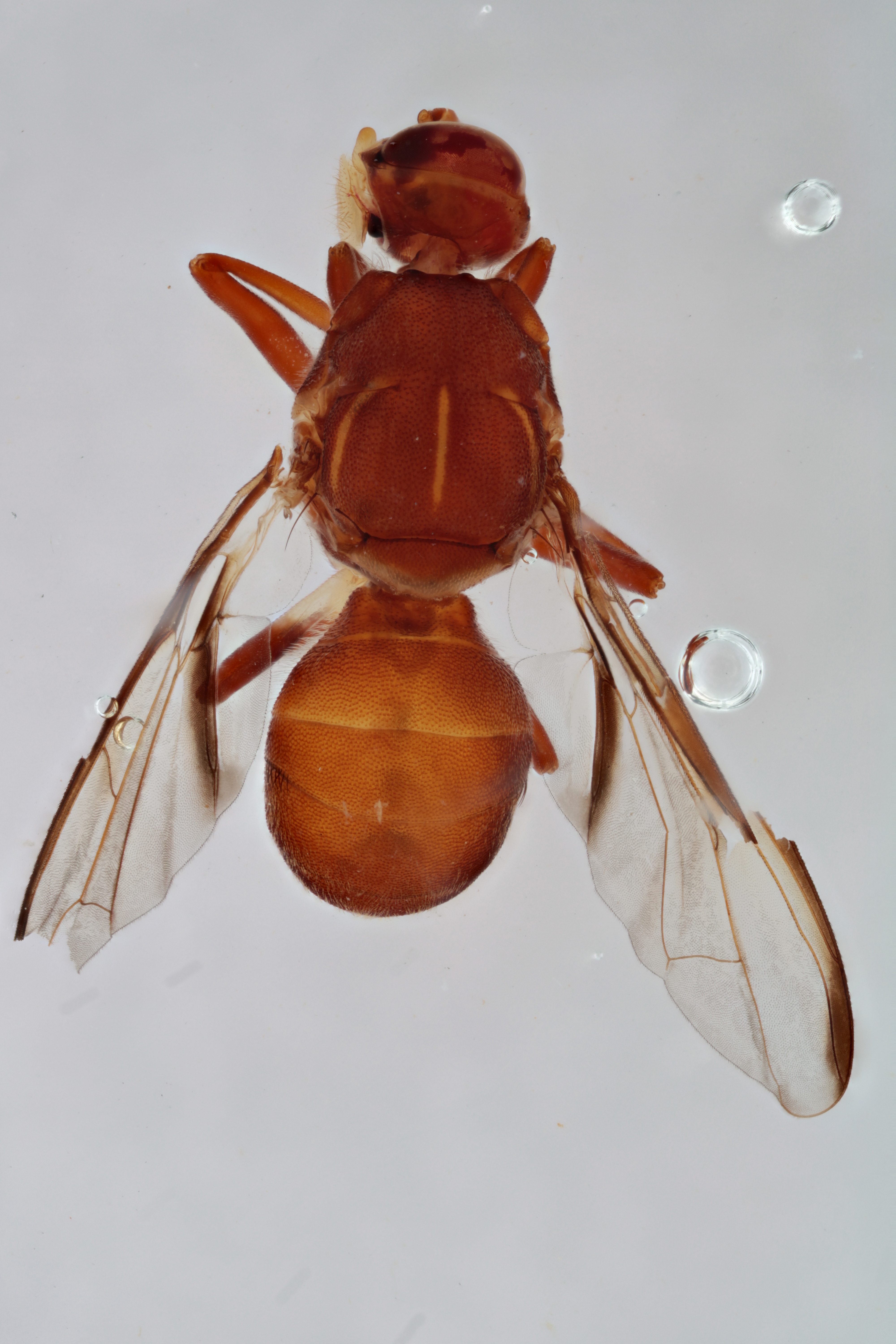 Image of a fruit fly