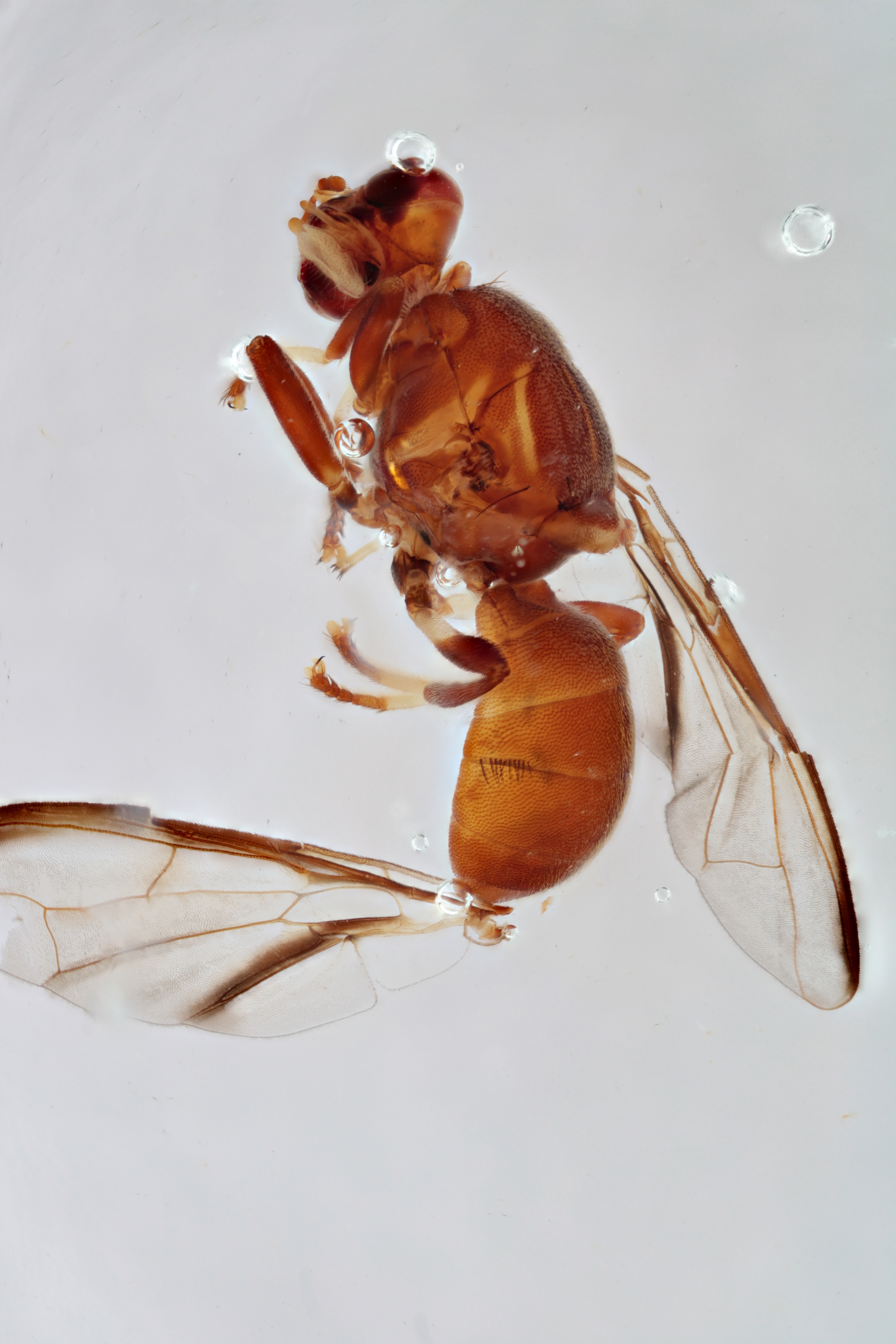 Image of a fruit fly