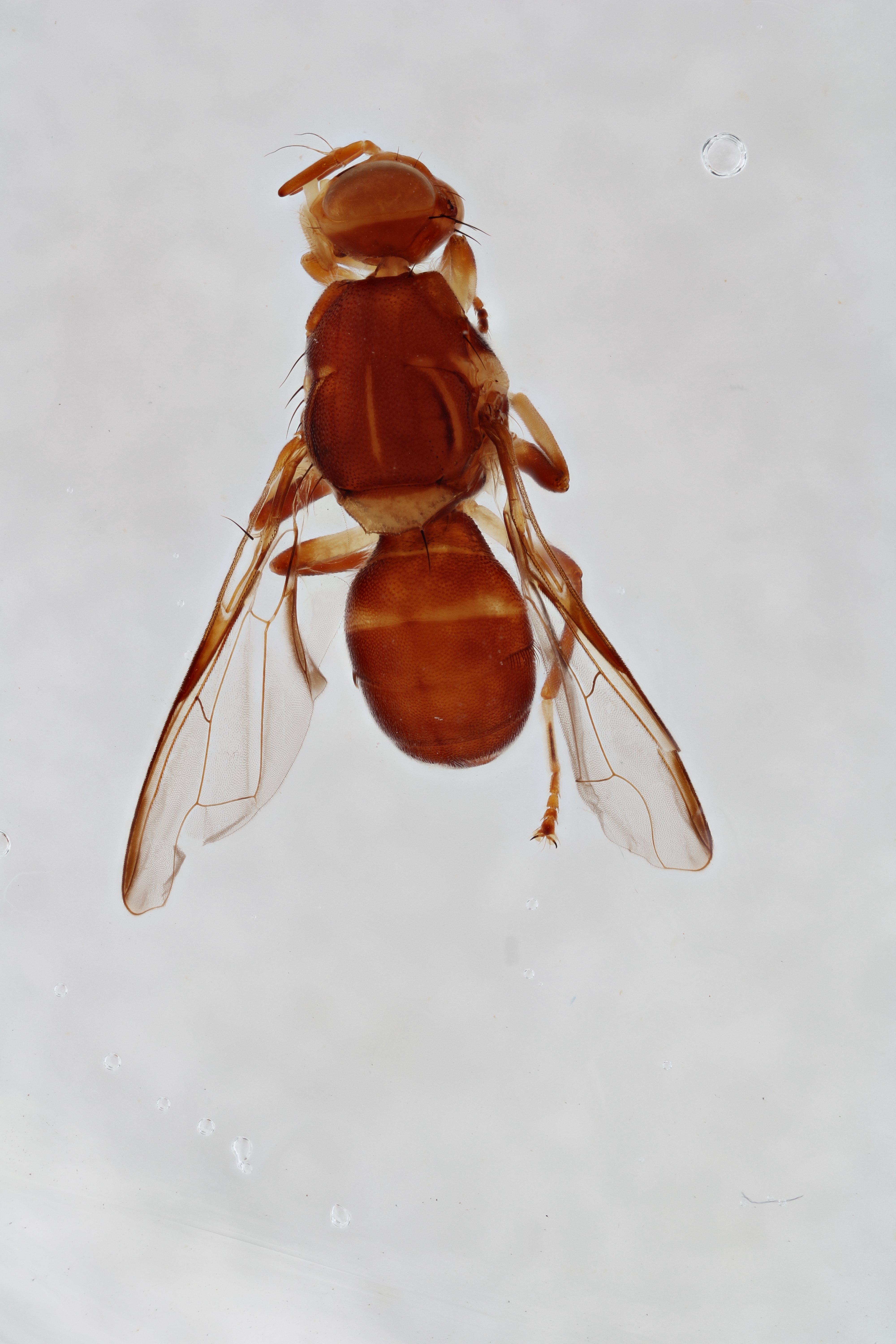 Image of a fruit fly