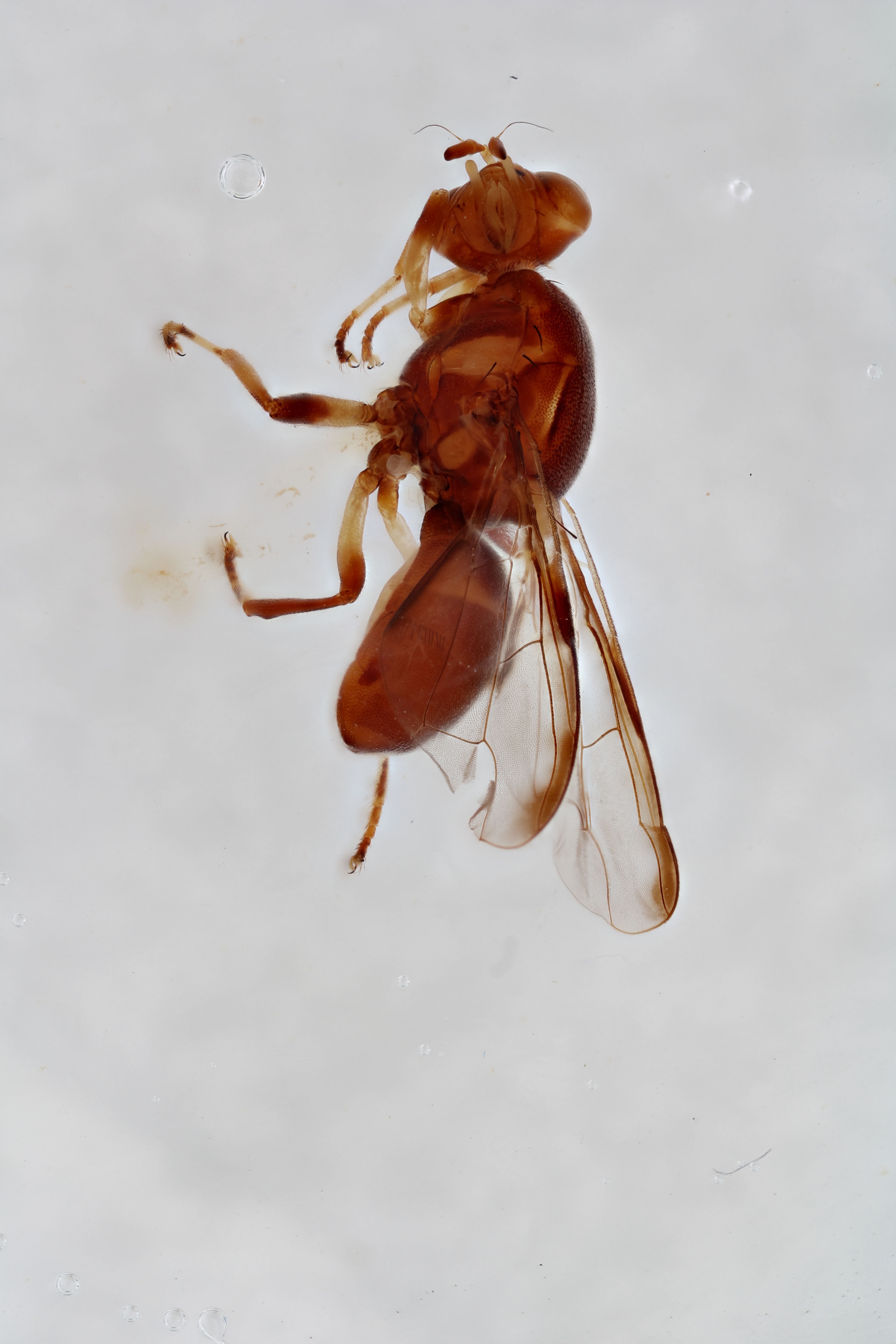 Image of a fruit fly