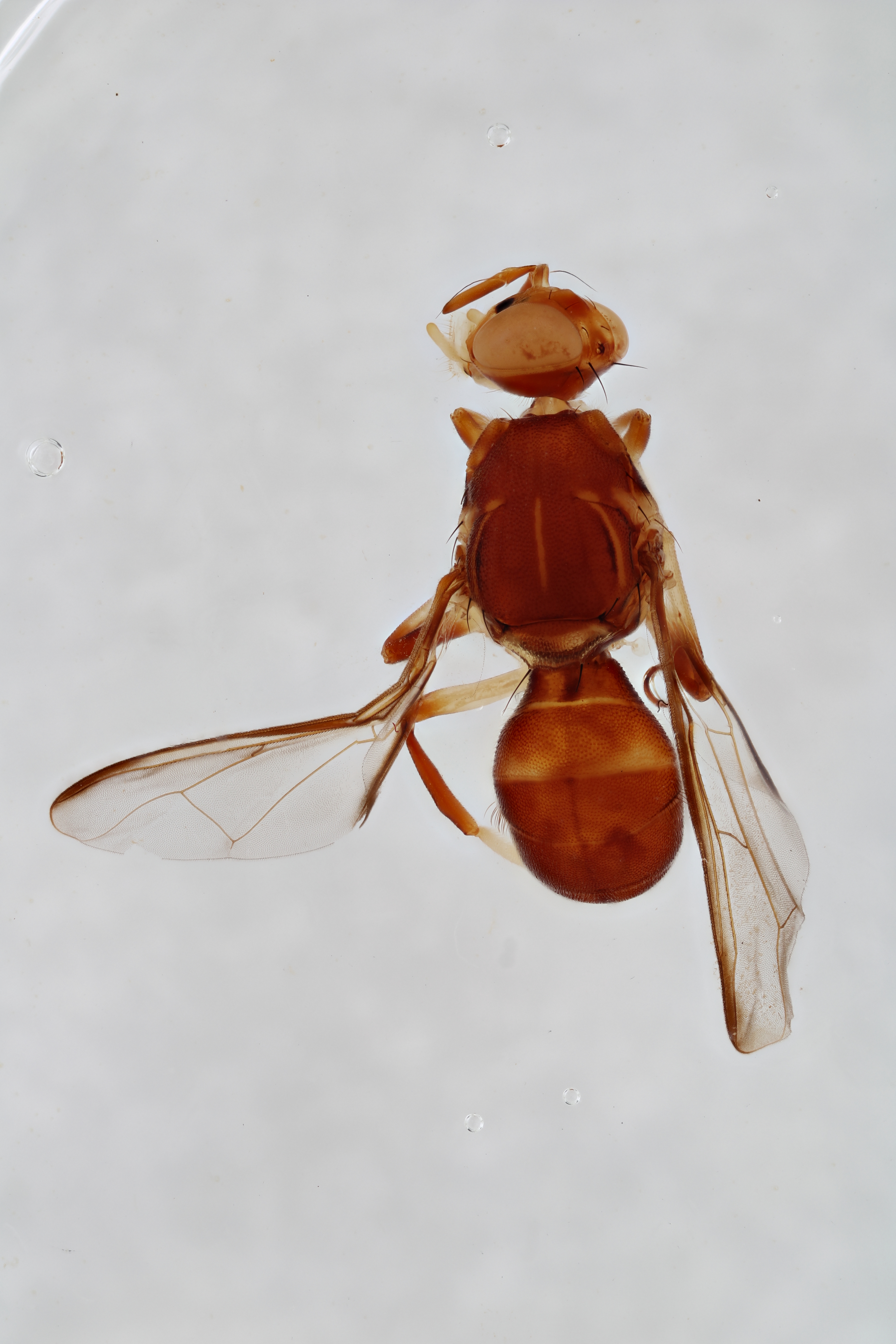 Image of a fruit fly