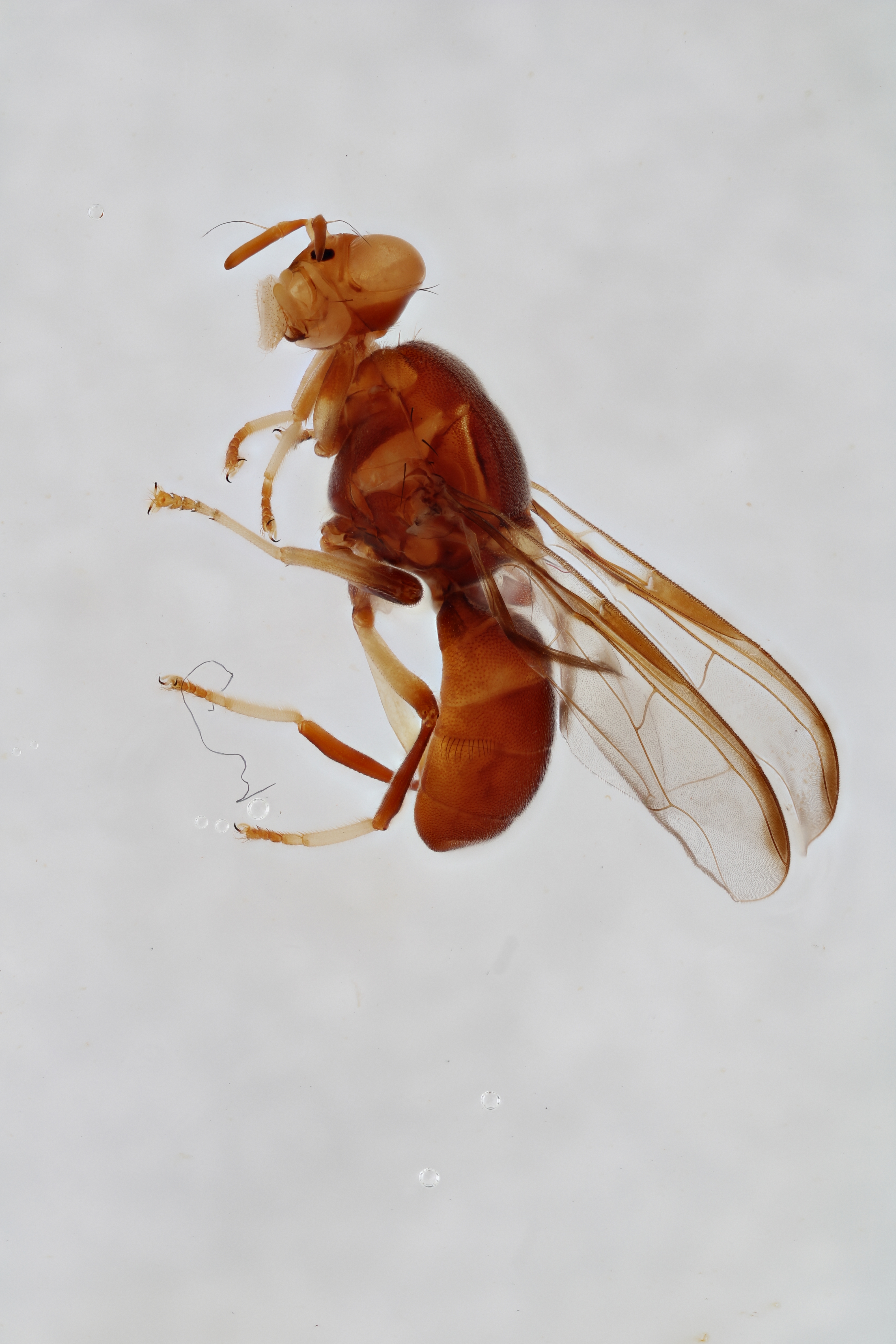 Image of a fruit fly