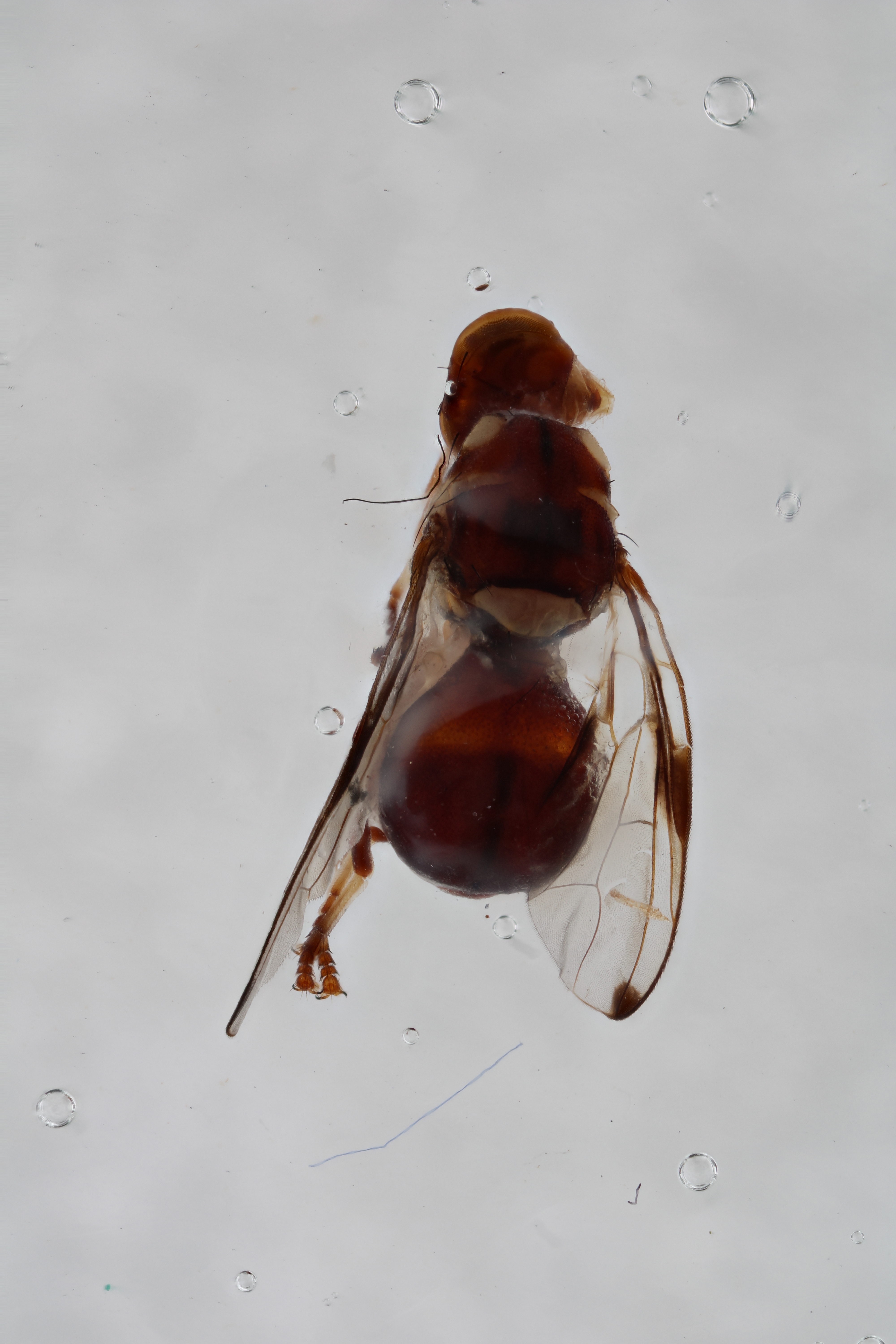 Image of a fruit fly