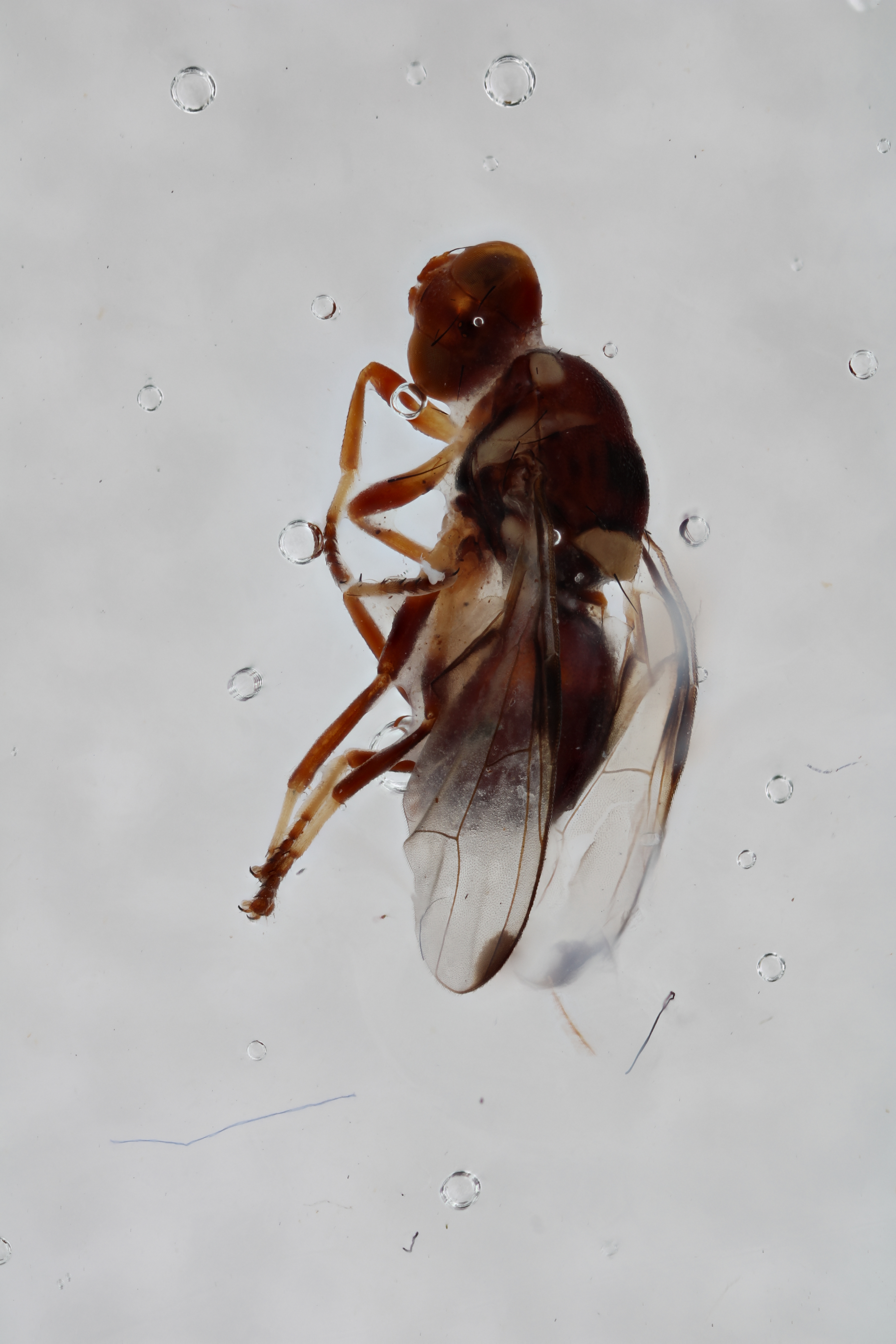 Image of a fruit fly