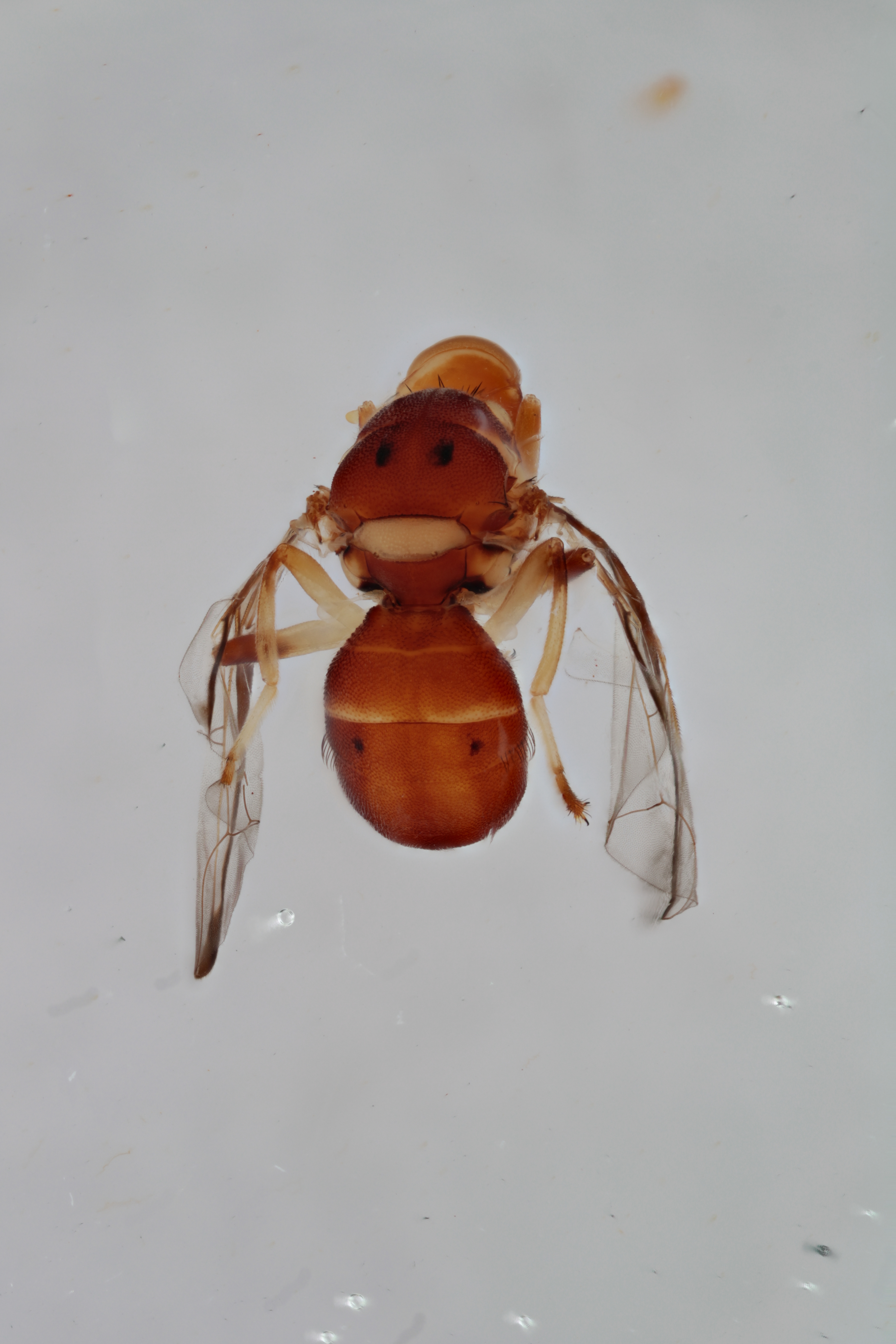 Image of a fruit fly