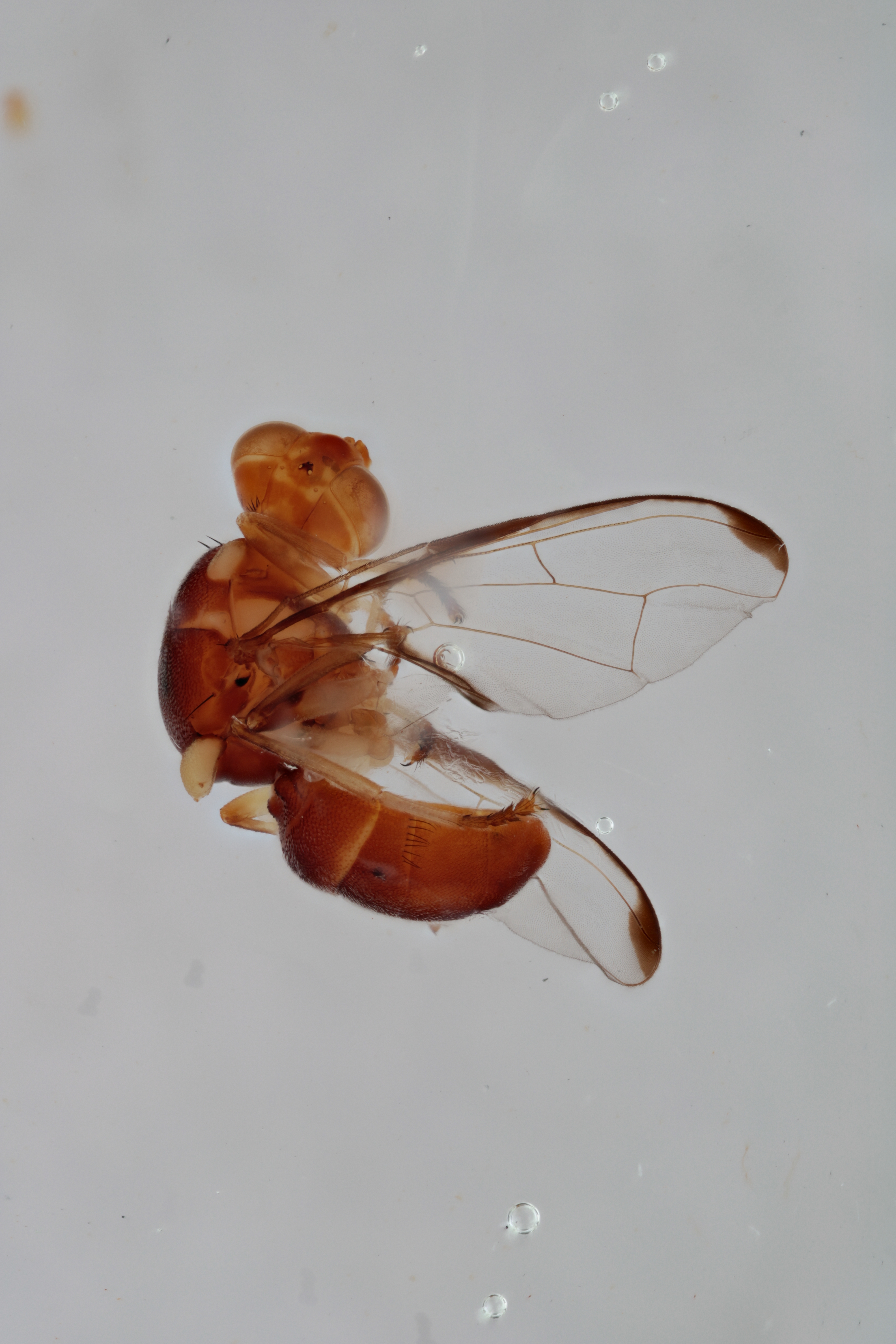 Image of a fruit fly