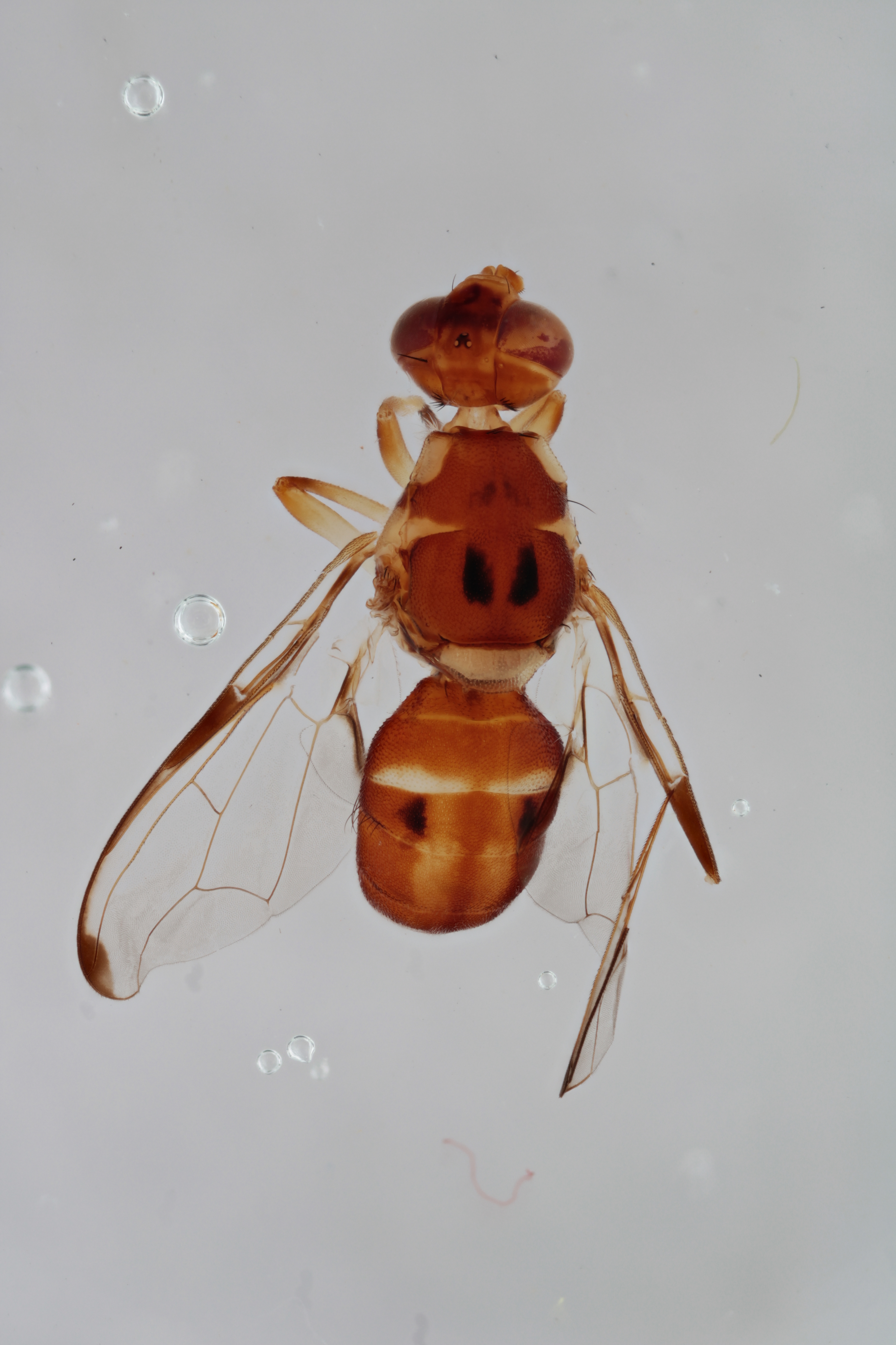 Image of a fruit fly