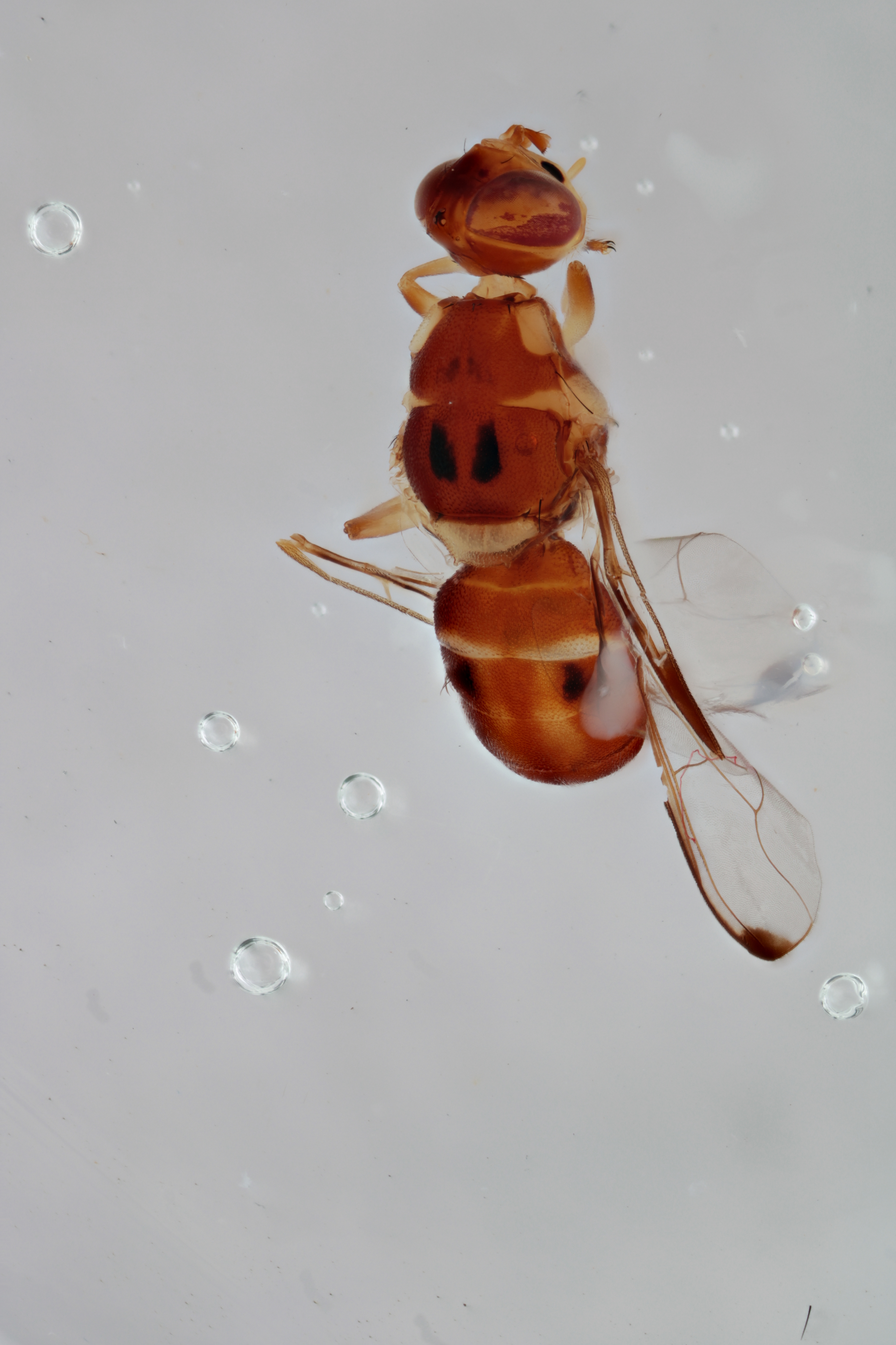 Image of a fruit fly