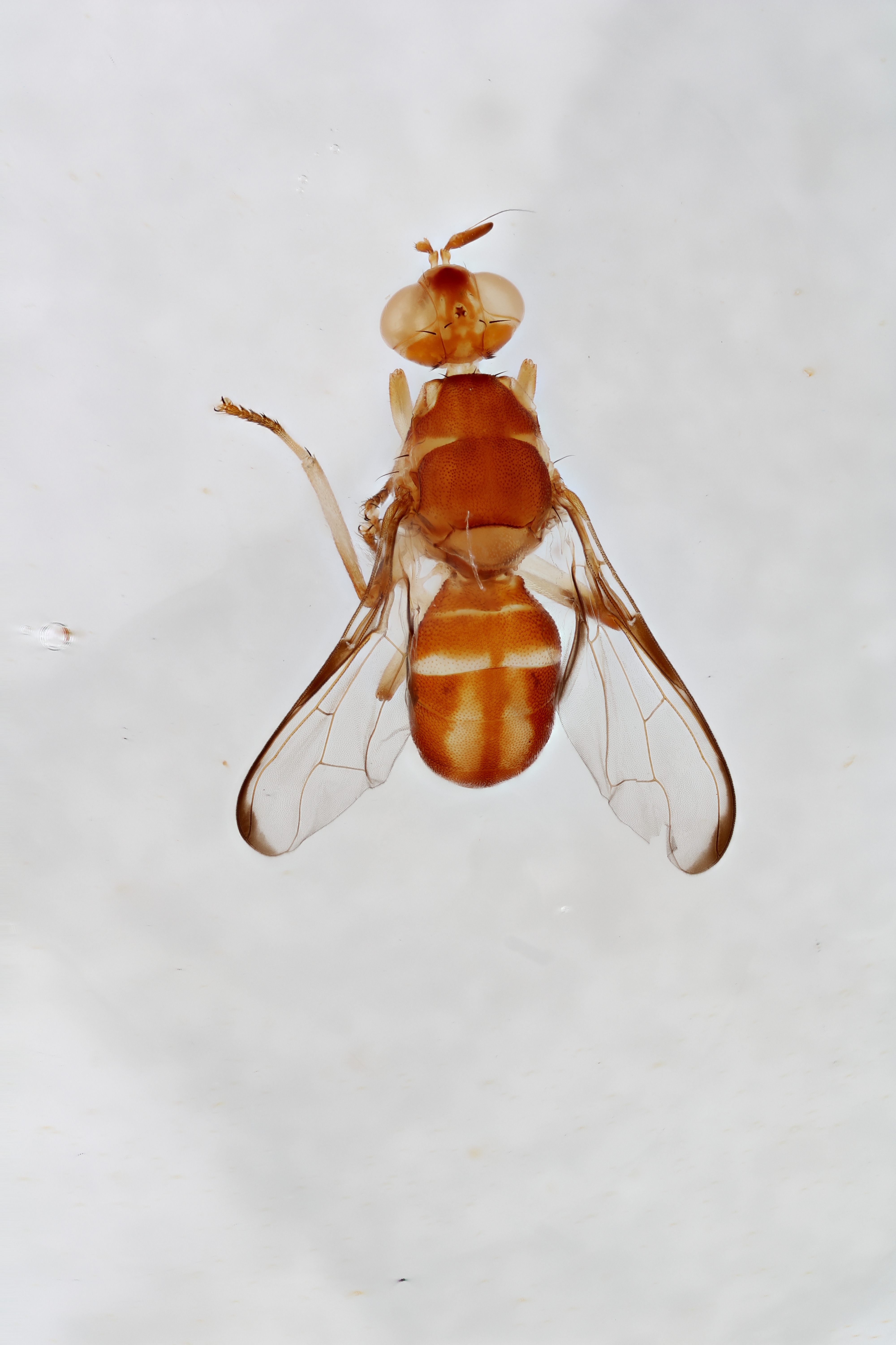 Image of a fruit fly