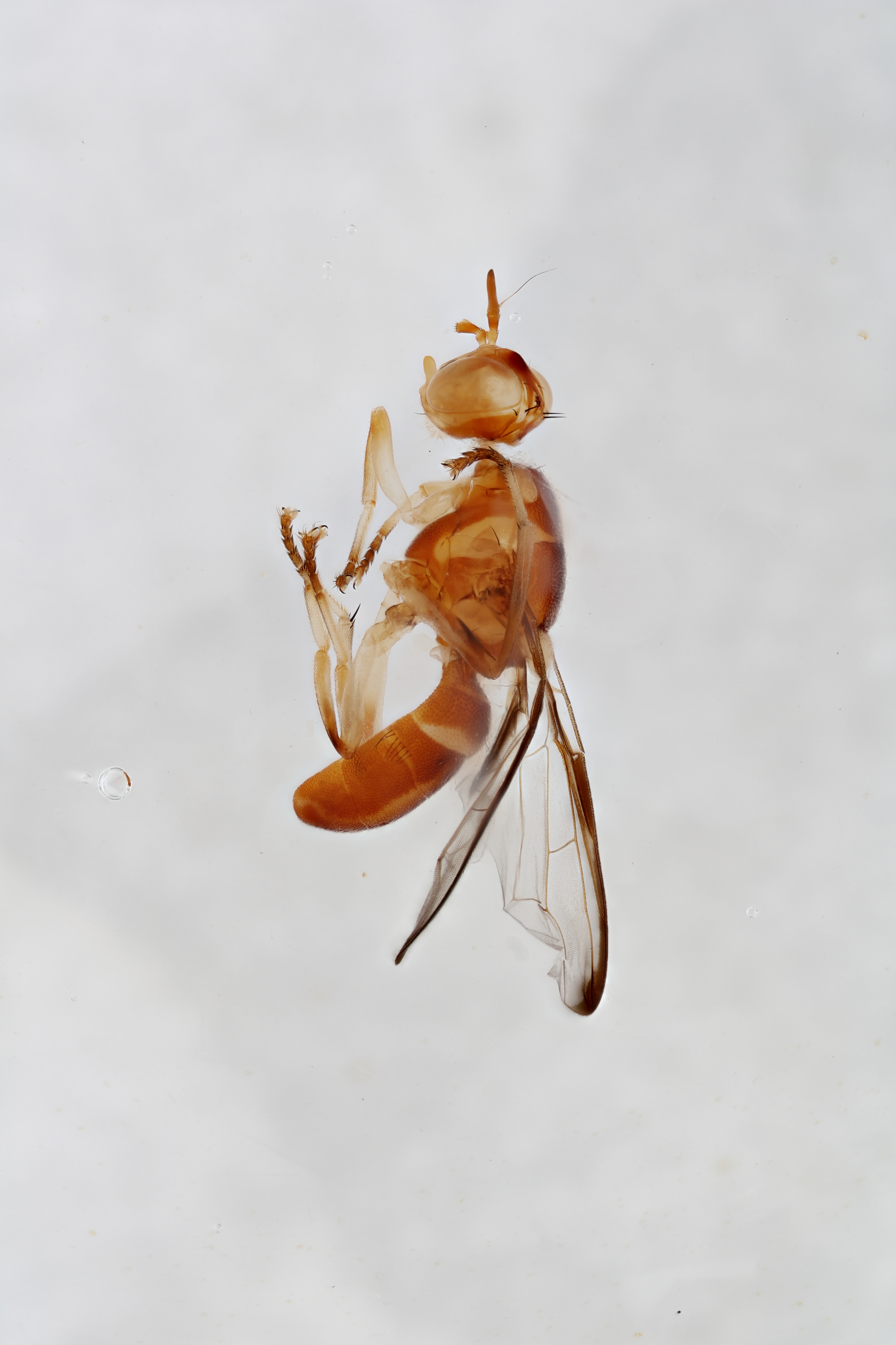 Image of a fruit fly