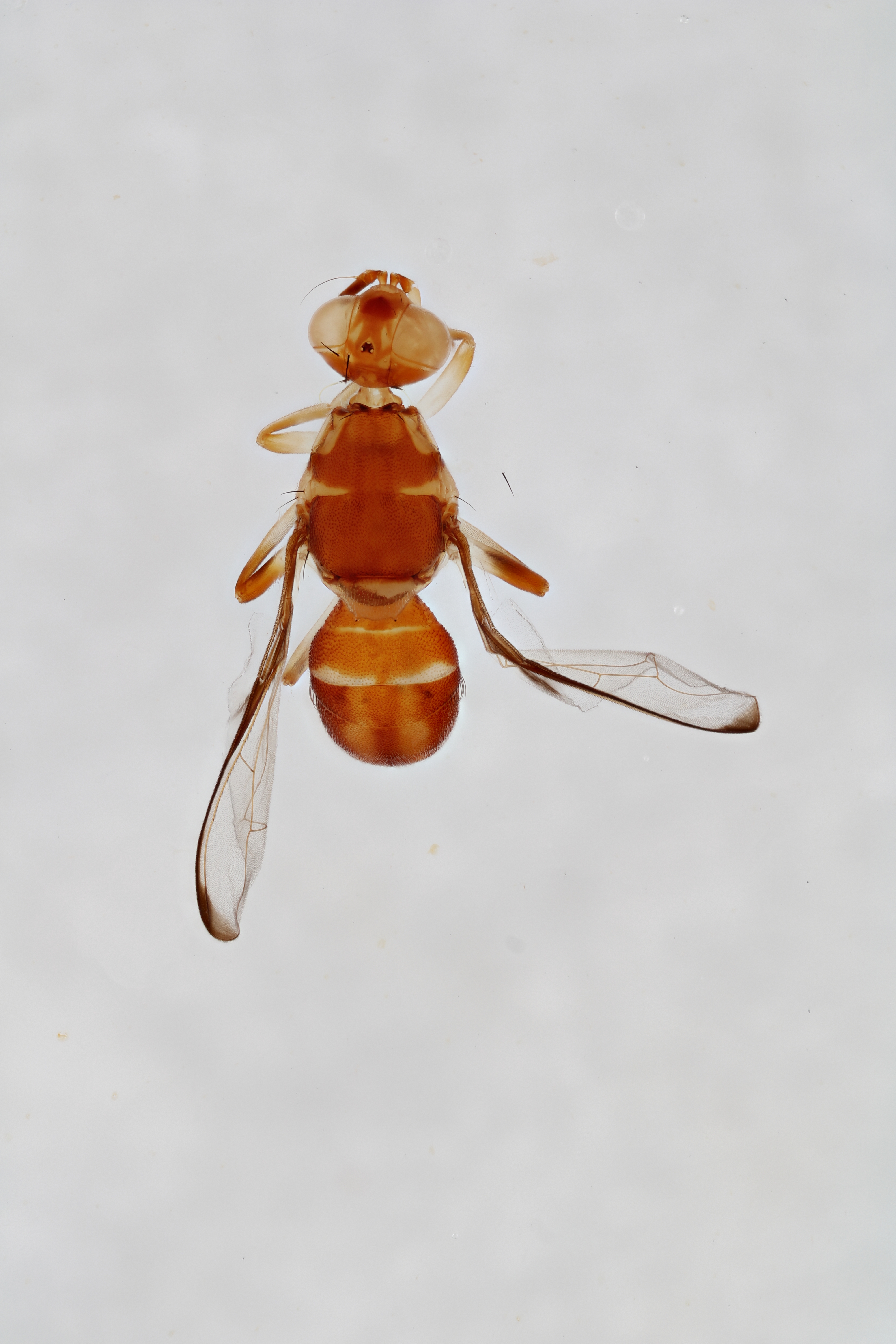 Image of a fruit fly